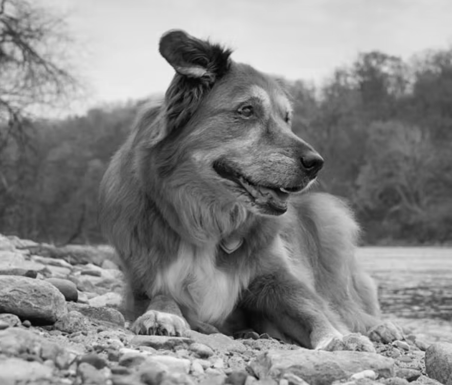 Candlelight Meditation &amp; Soundbath benefiting The Bond Between Rescue