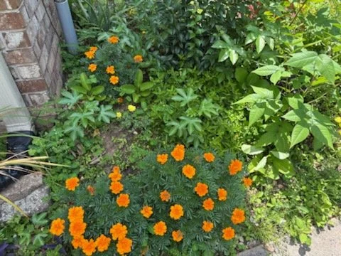 IMG_0450.jpg