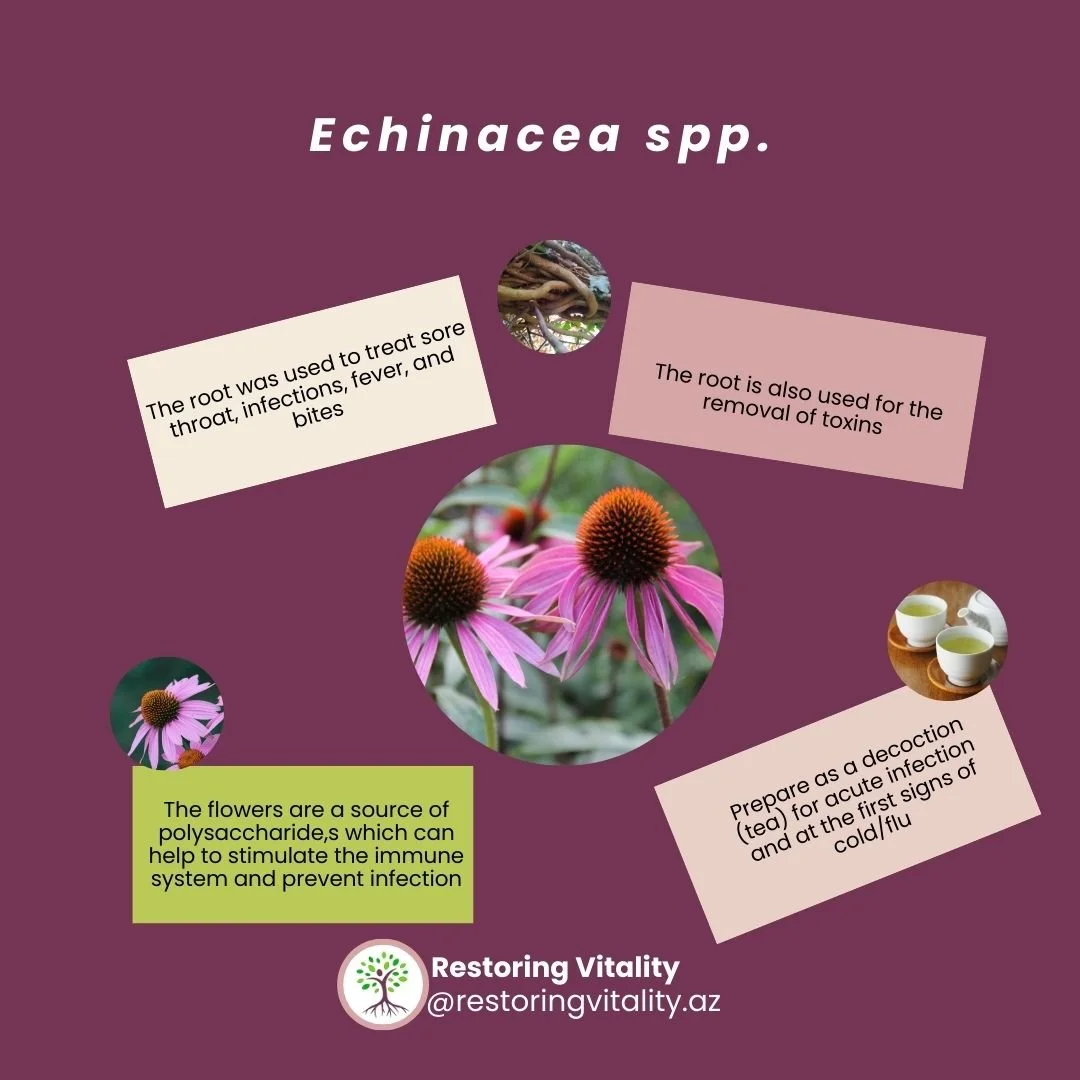 Echinacea (foot &amp; flower):
🌸The flower is known for stimulating the immune system and preventing infection. 
🌱The mature seed and root are known for modulating inflammation. 
🪾The root was used to treat sore throat, infections, fever, and skin