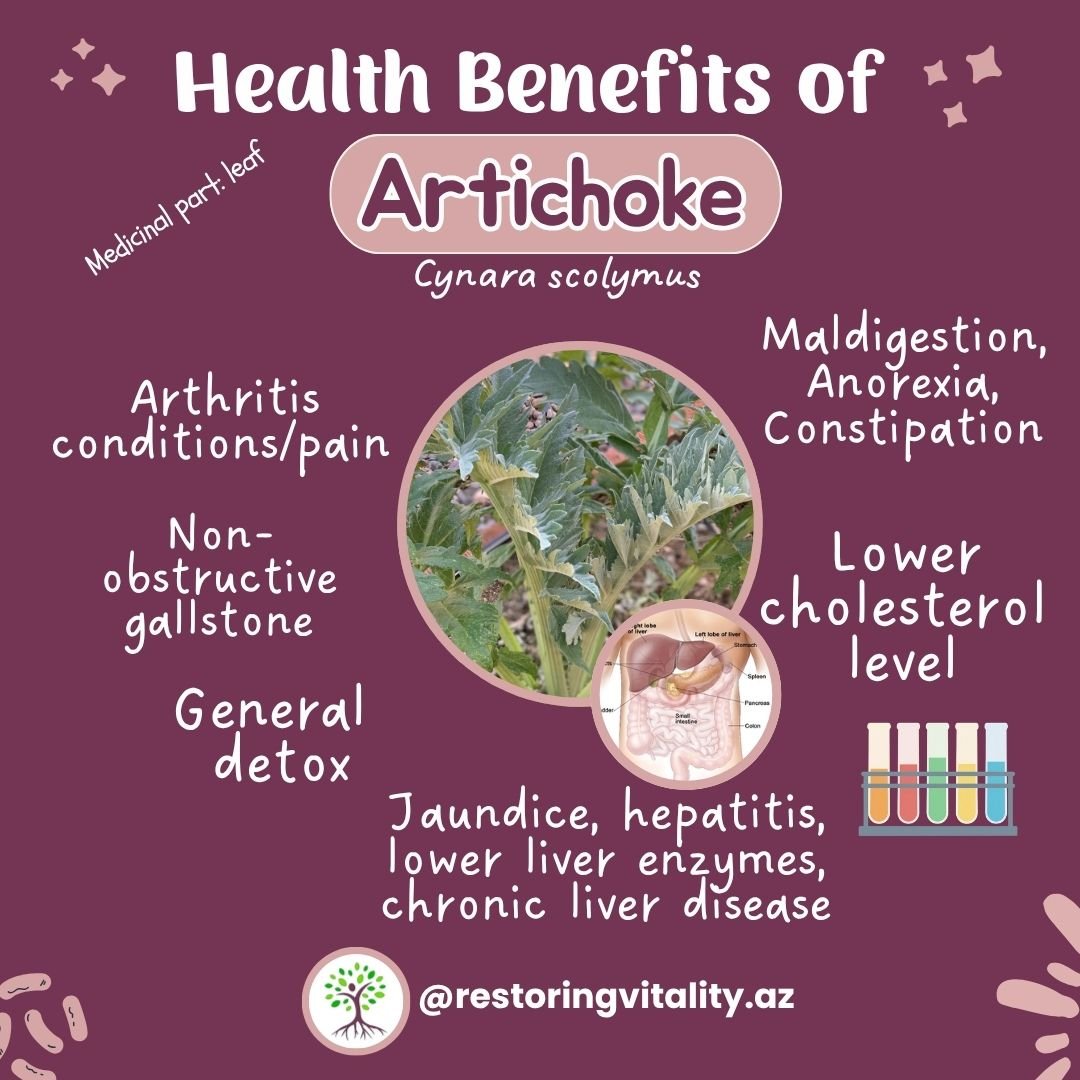 🌿Artichoke LEAF is the medicinal part (not the flower/globe) 
-
🪱Improves digestion and gallbladder function. Great for general DETOX!
-
🩸DECREASE FATs (LDL, triglycerides, and total cholesterol level)🧪
-
Stop by @restoringvitality.az and check o