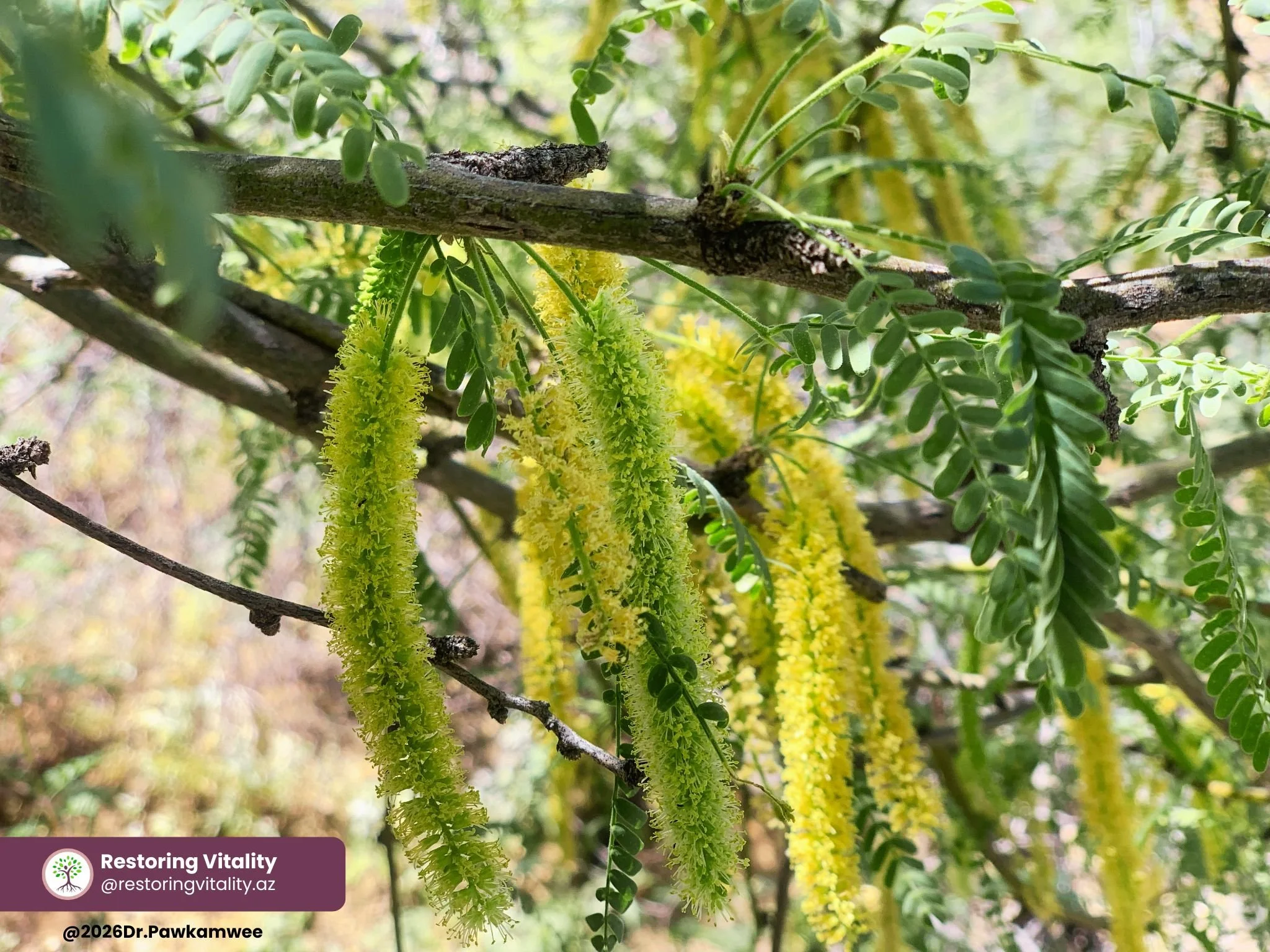 Using Plants as Medicine for Seasonal Allergies
