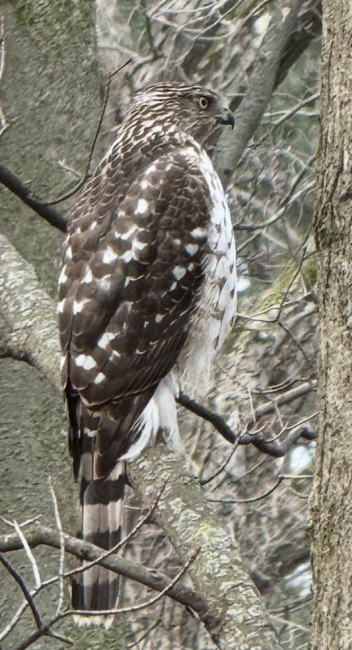 “The Hawk” review