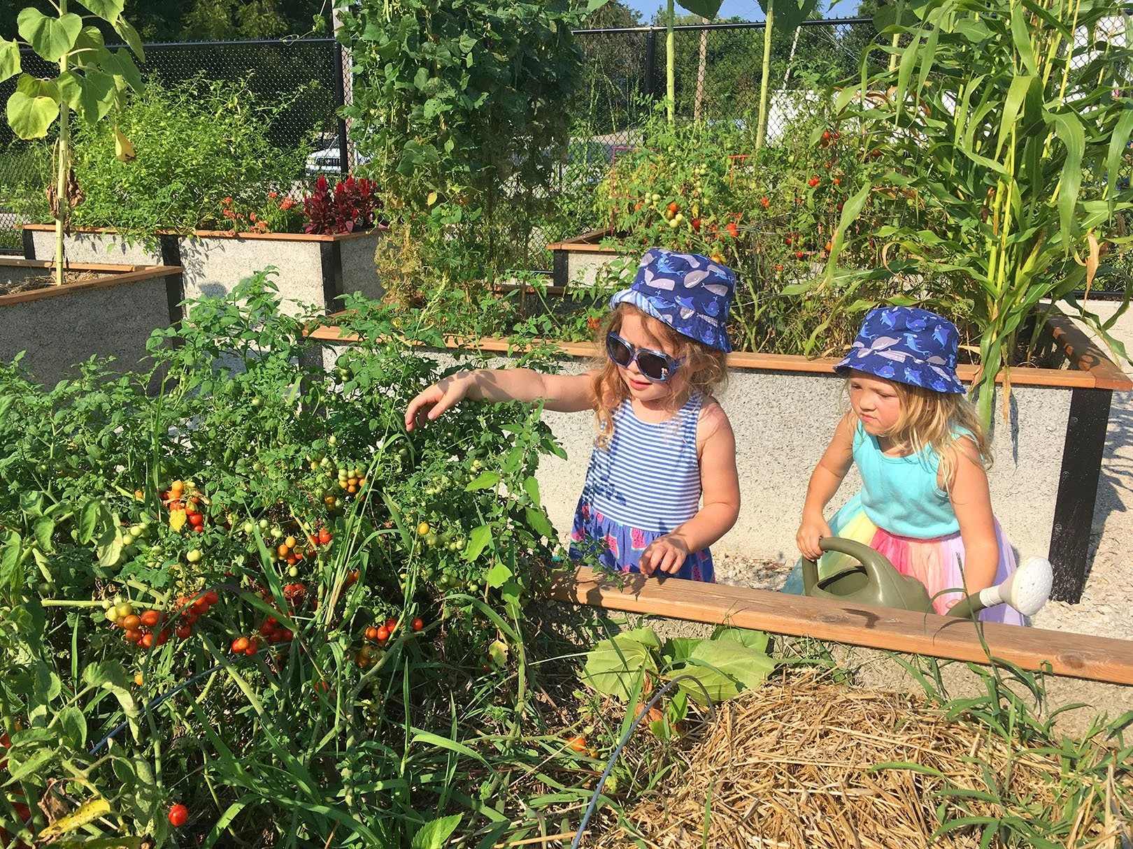 New Hope food curriculum takes veggies from plots to tots