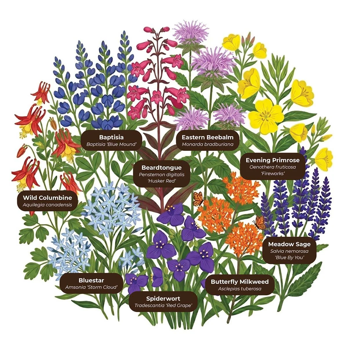 Examples of garden flowers one would find blooming in late spring and/or early summer