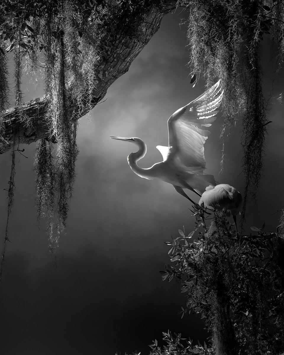 "Wings of Courage" by Fenqiang Liu