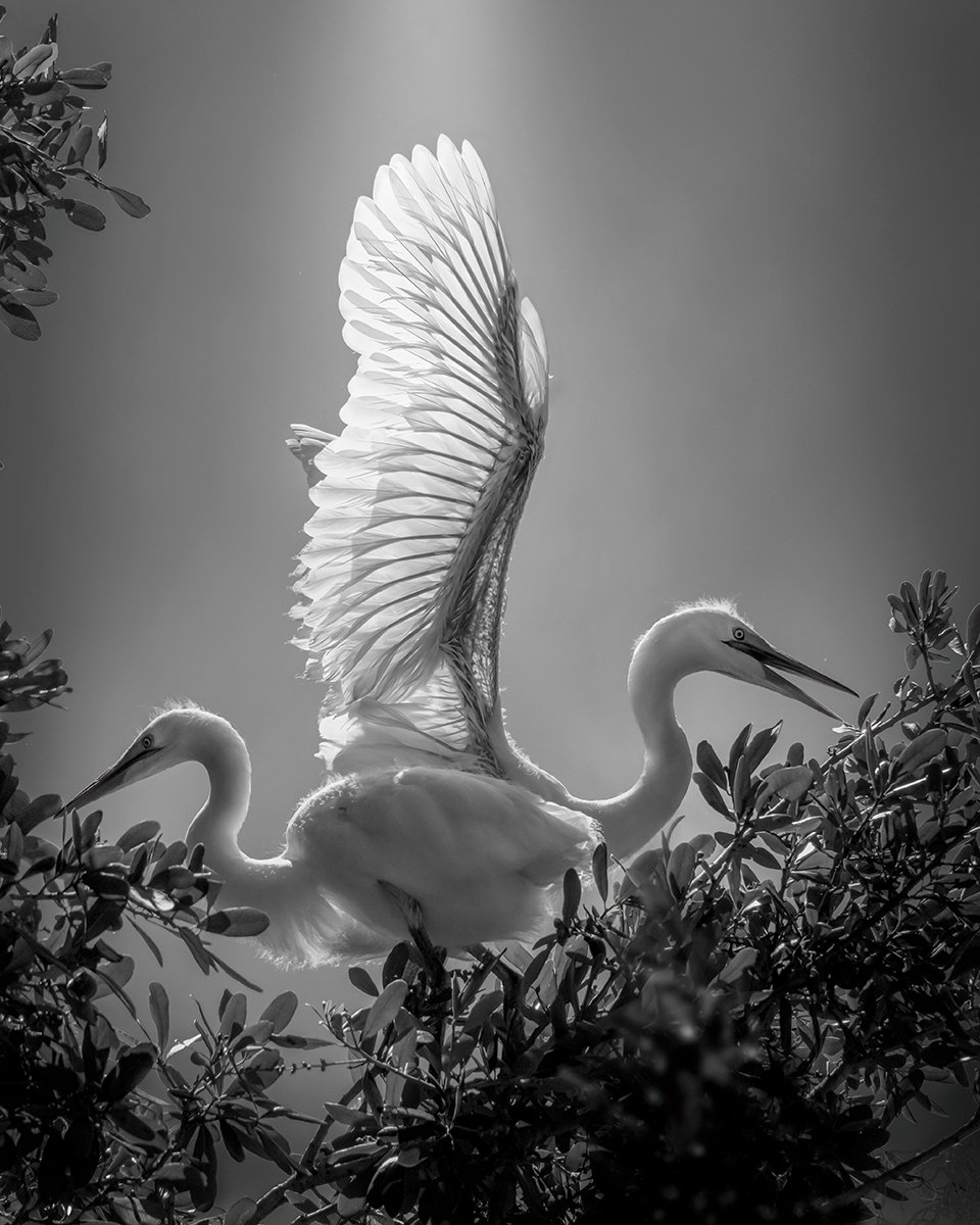 "Wings of Light" by Fenqiang Liu