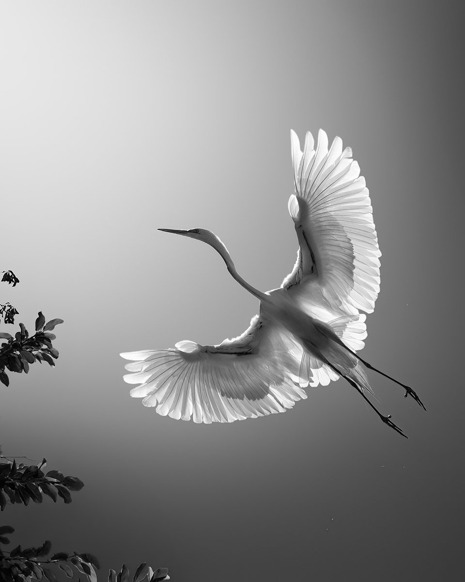 "Wings of Peace" by Fenqiang Liu