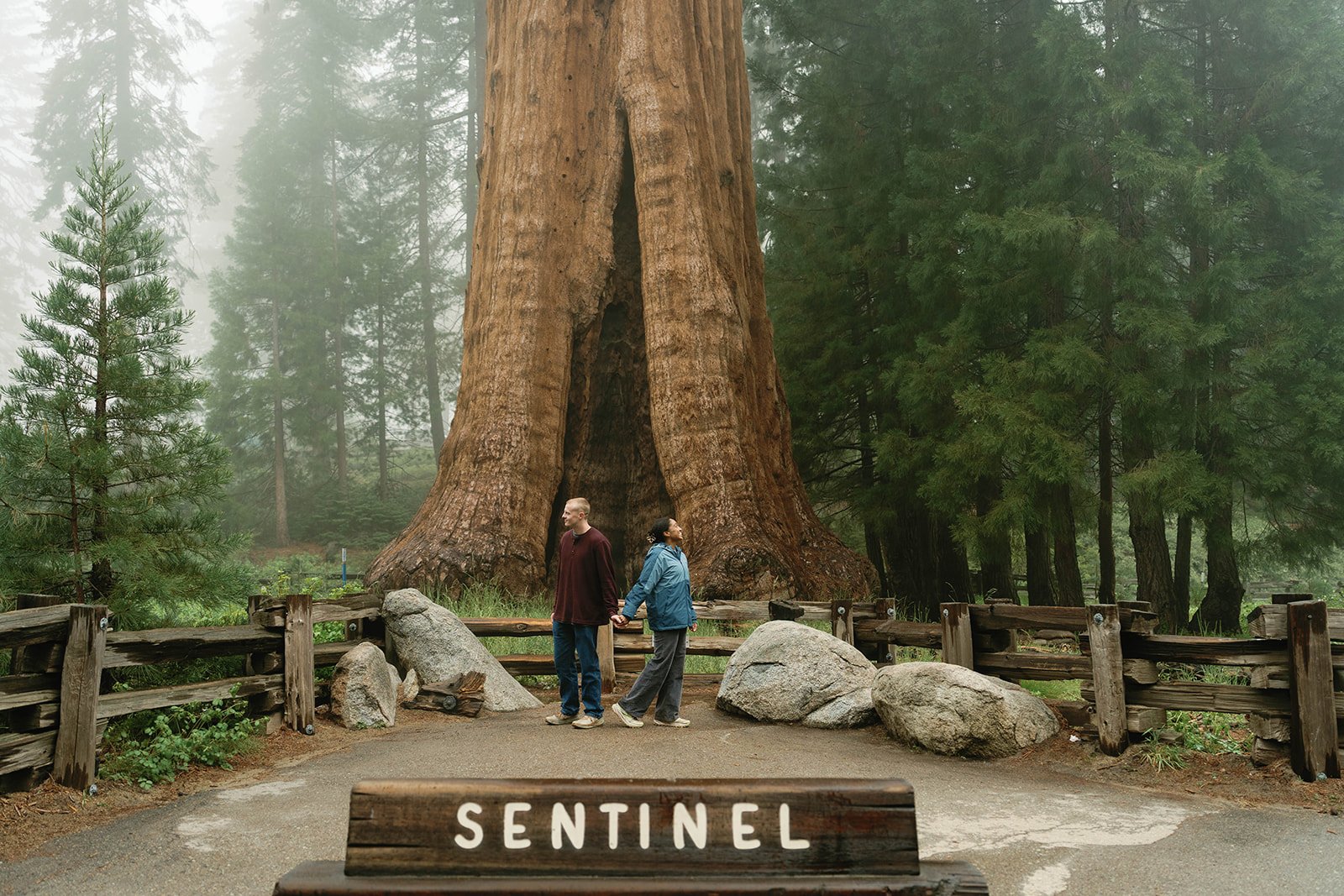 Couple holds hands after their Sequoia National Park proposal