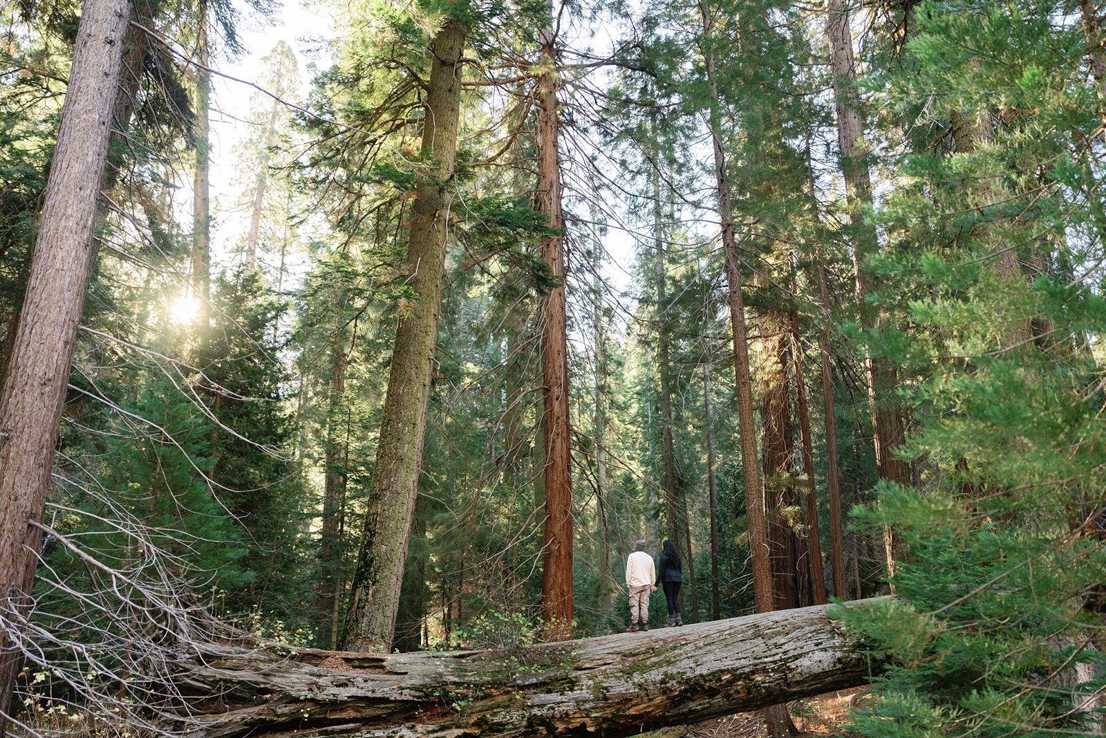 sequoia-national-park-engagement-photographer-7.jpg