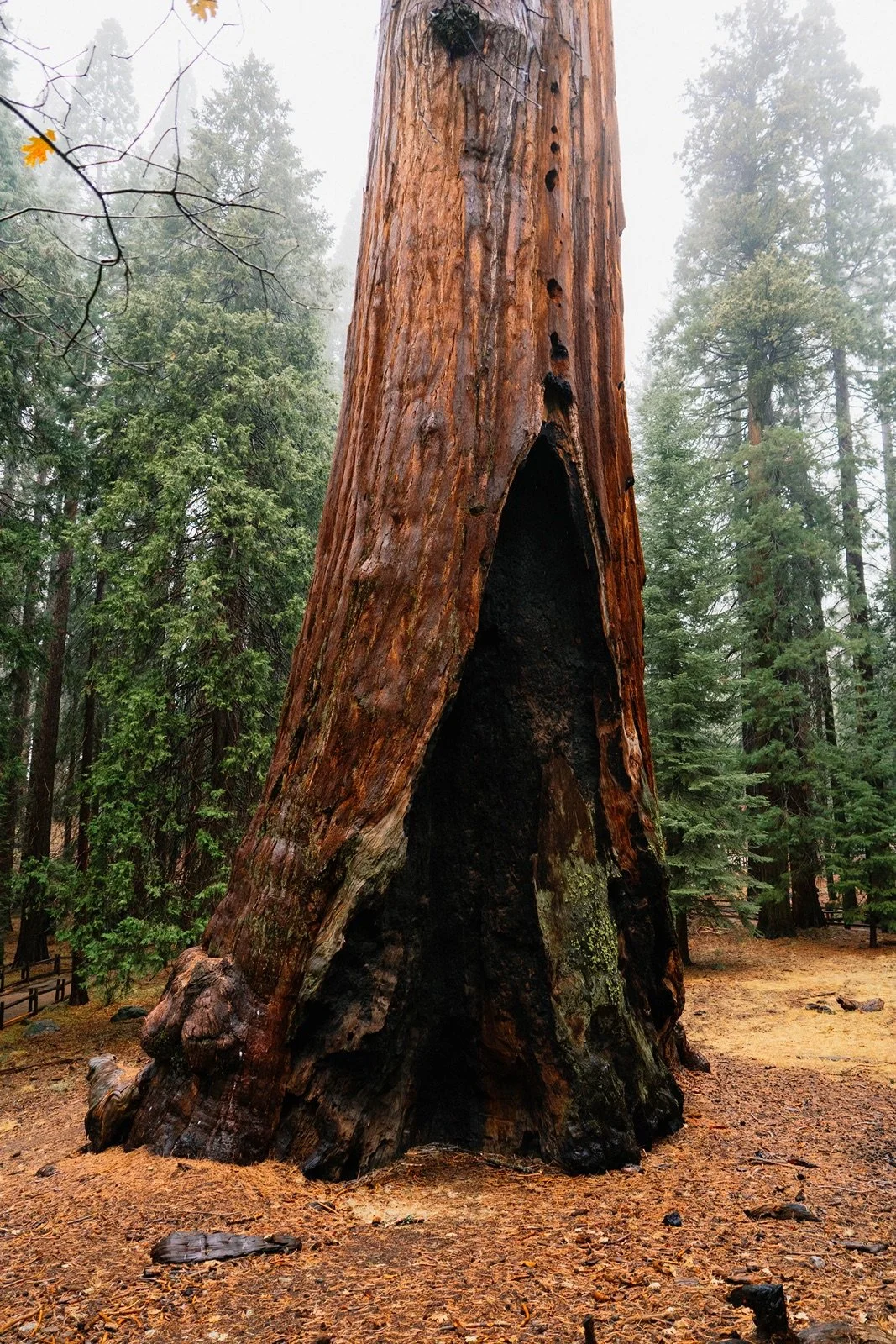 grant-grove-kings-canyon-1.jpg