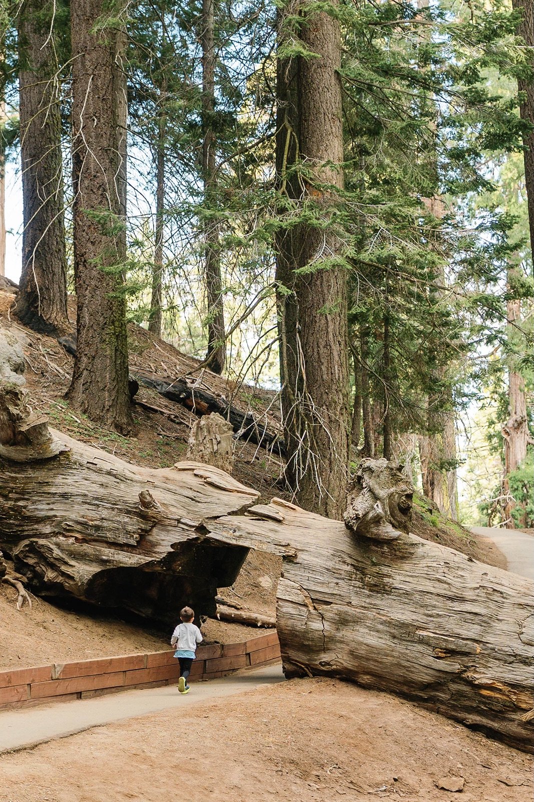 sequoia-national-park-elopement-photographer-189.jpg