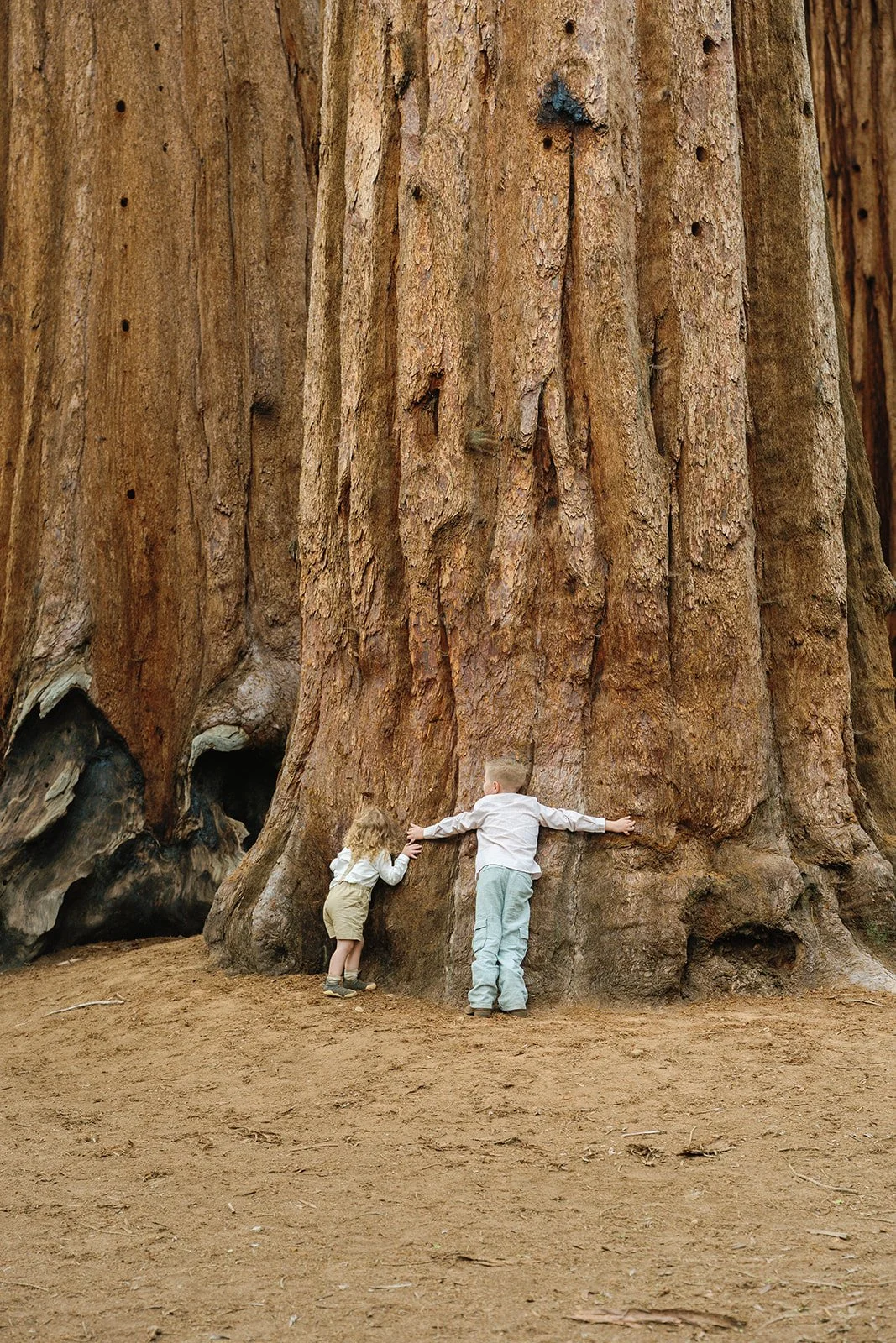 children-during-sequoia-park-photos.jpg