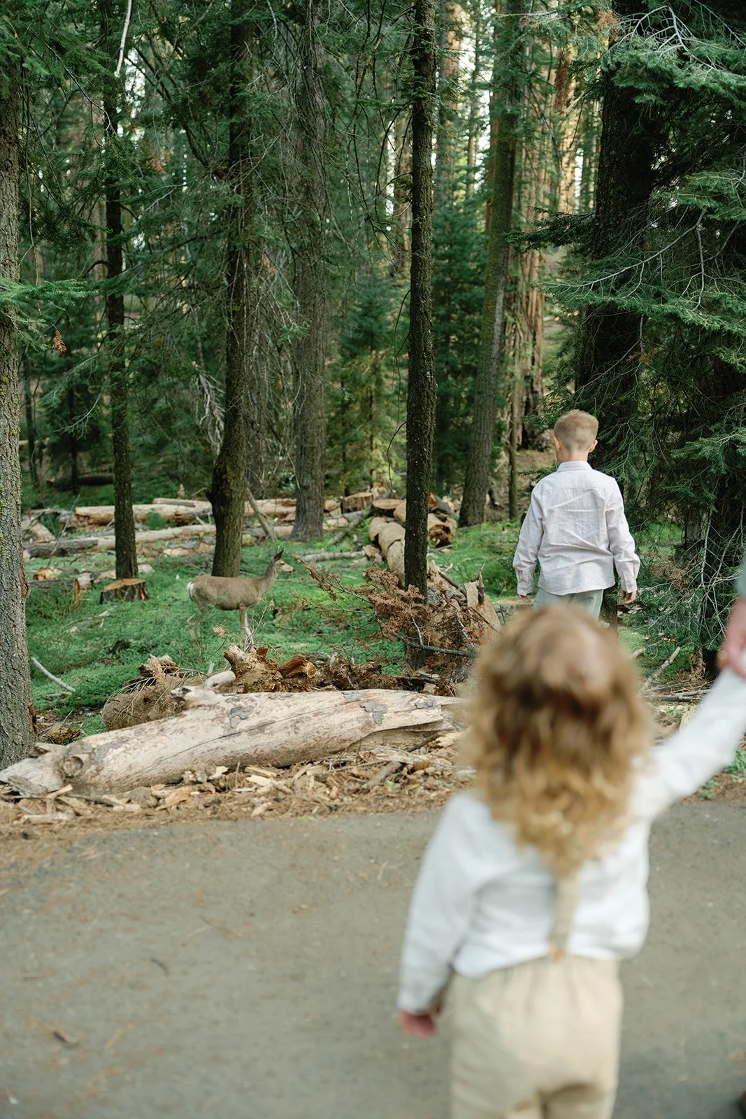 sequoia-park-photos-with-family-34.jpg