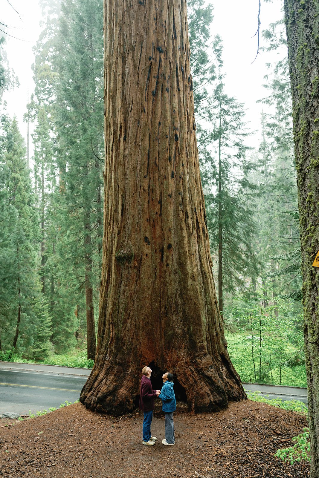 sequoia-national-park-proposal-18.jpg