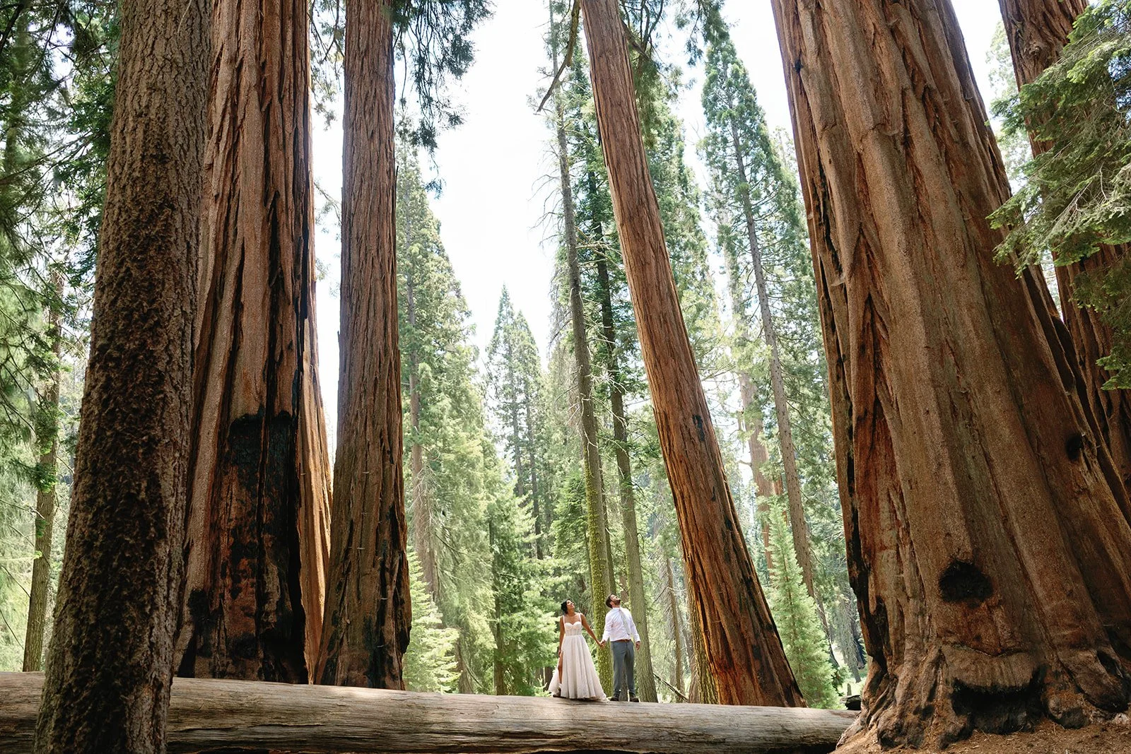 full-day-sequoia-adventure-elopement-10.jpg