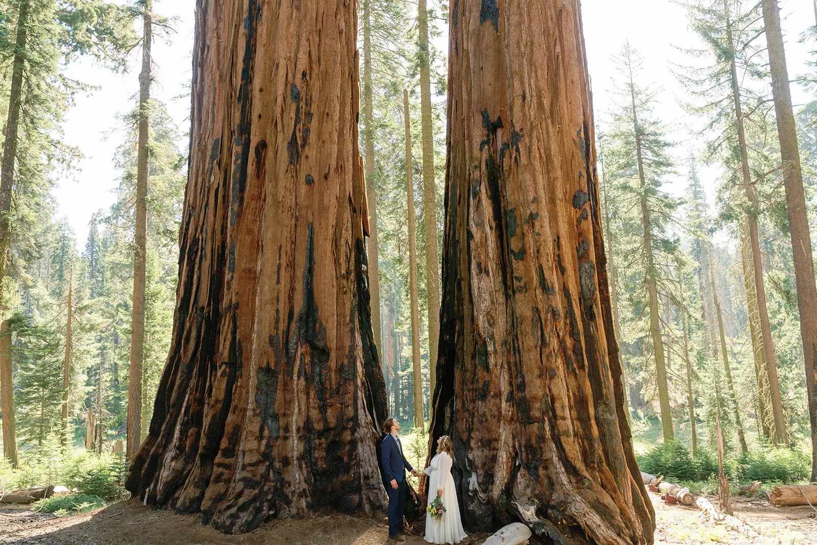 intimate-elopements-in-sequoia-21.jpg