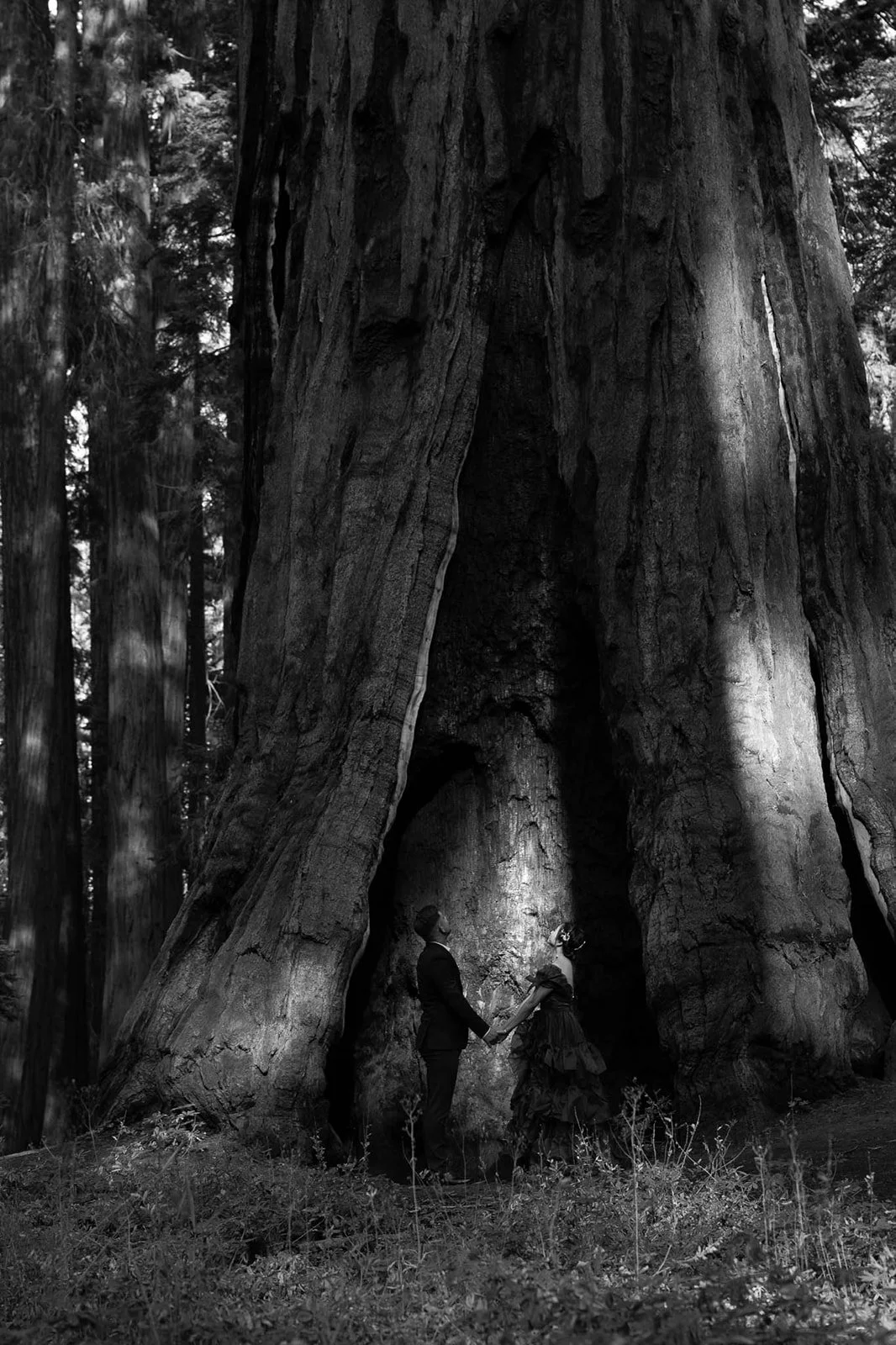 vow-renewal-in-sequoia-13.jpg