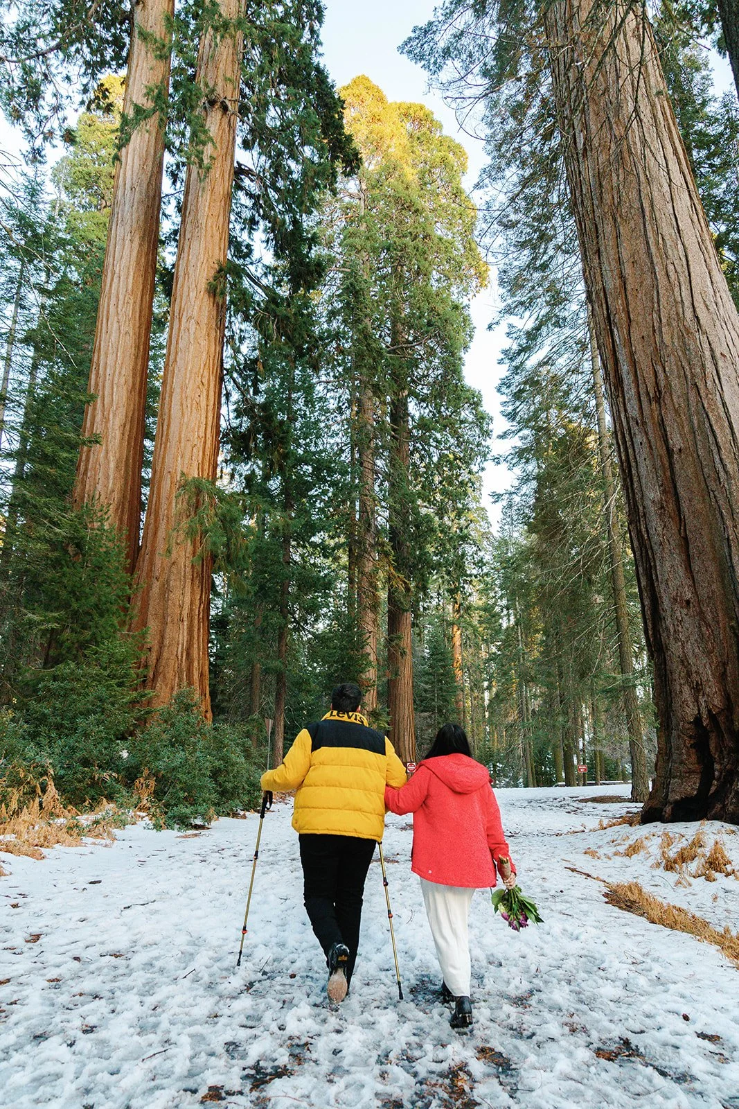 winter-sequoia-elopement-8.jpg