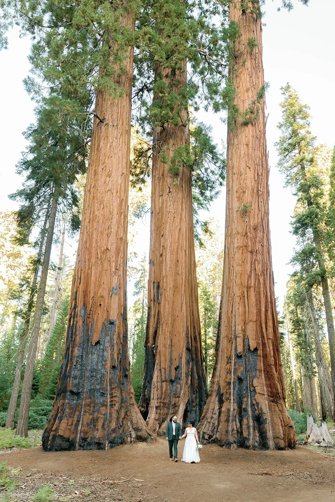 intimate-sequoia-elopement-11.jpg