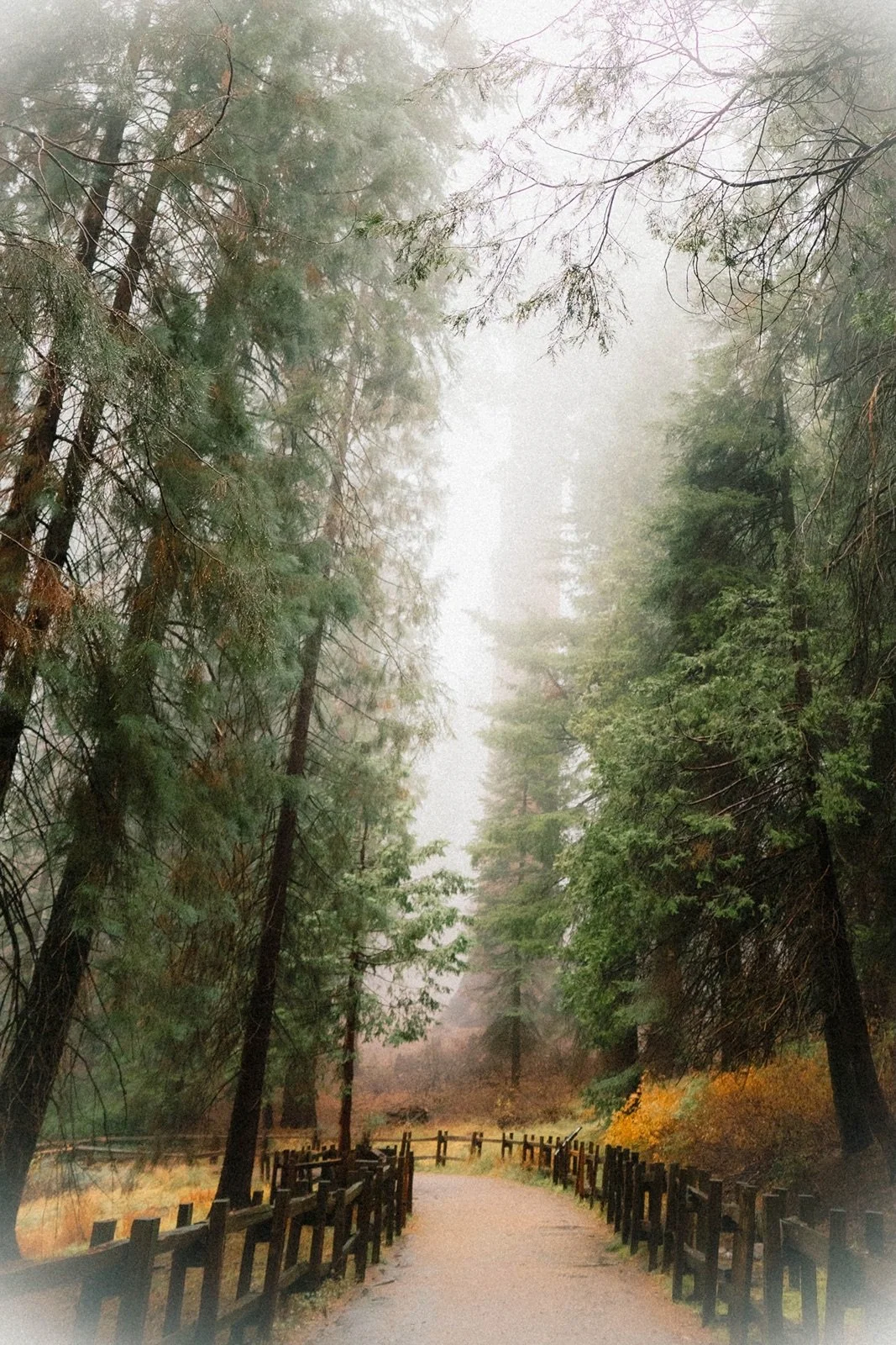 sequoia-national-park-photographer9.jpg