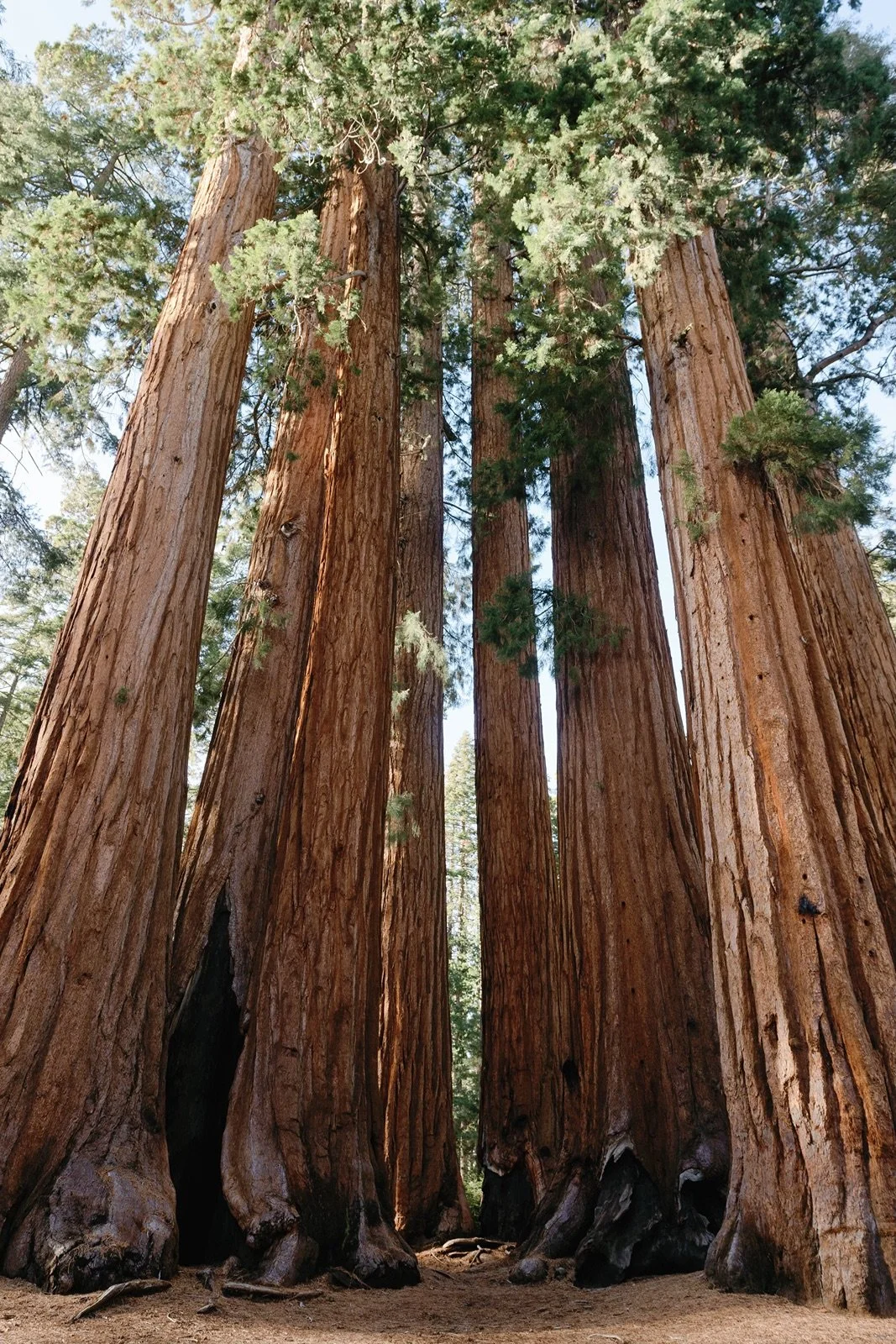 sequoia-national-park-photographer4.jpg