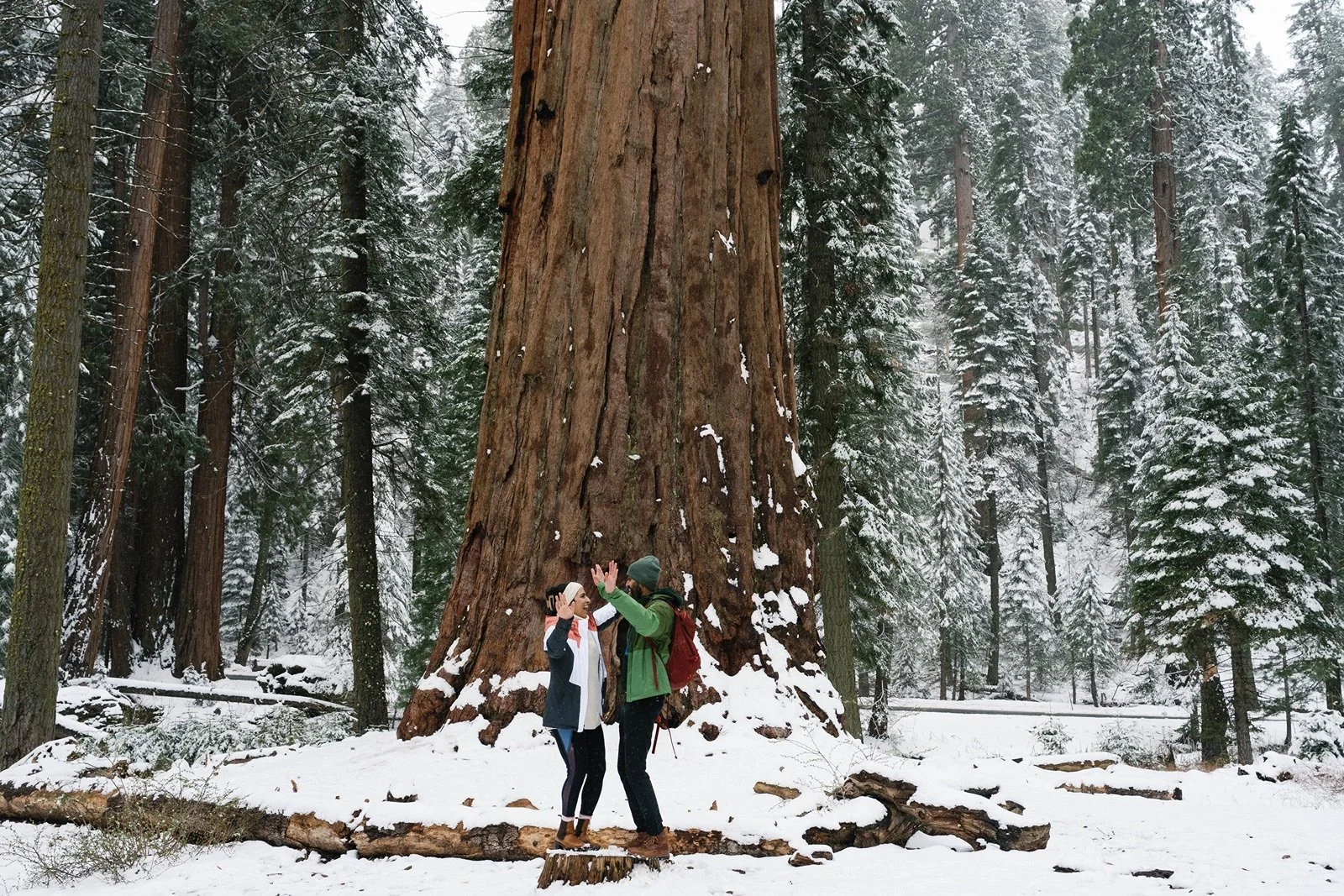 surprise-proposal-beetle-rock-sequoia-photo87.jpg