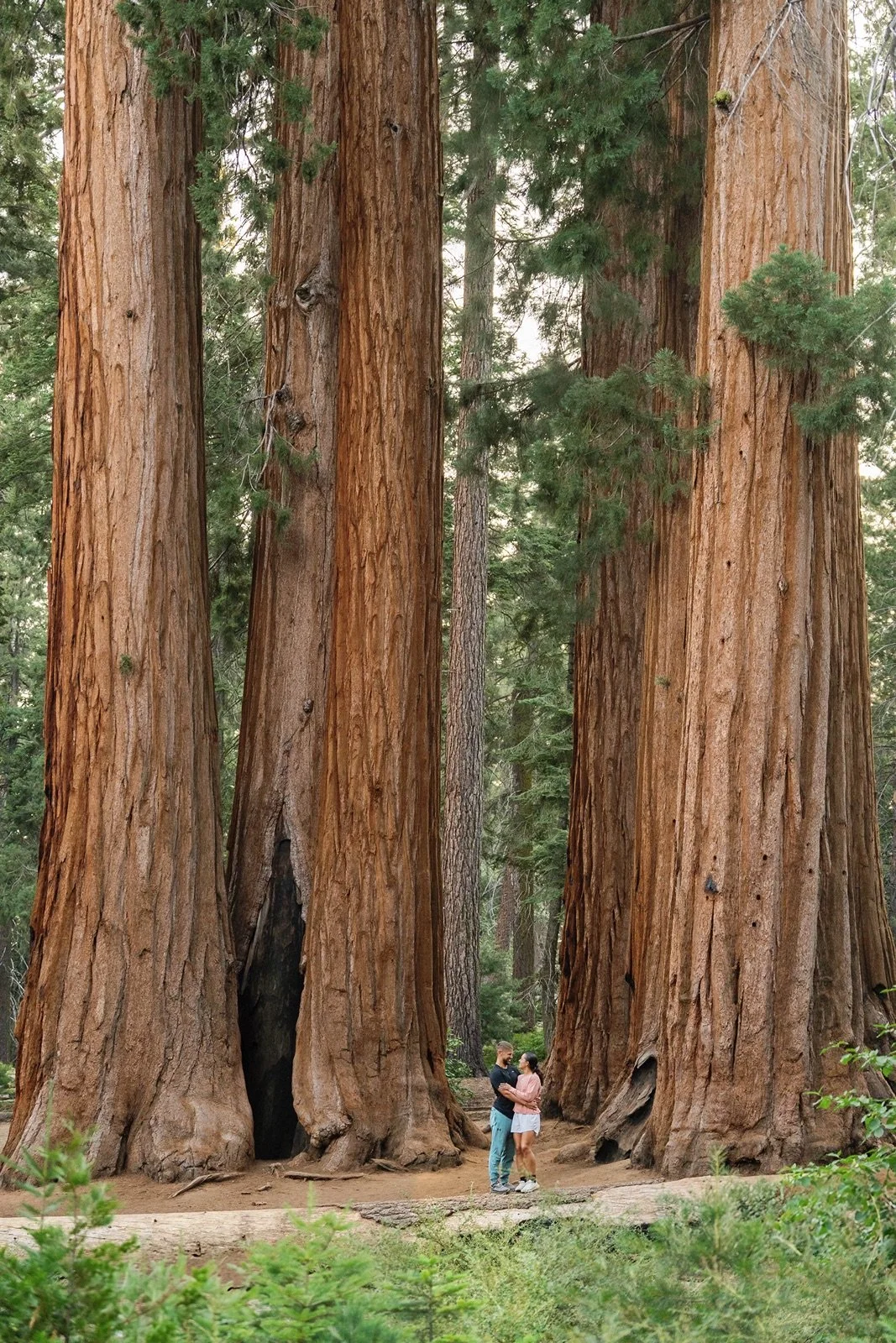 sequoia-national-park-engagment-session-41.jpg
