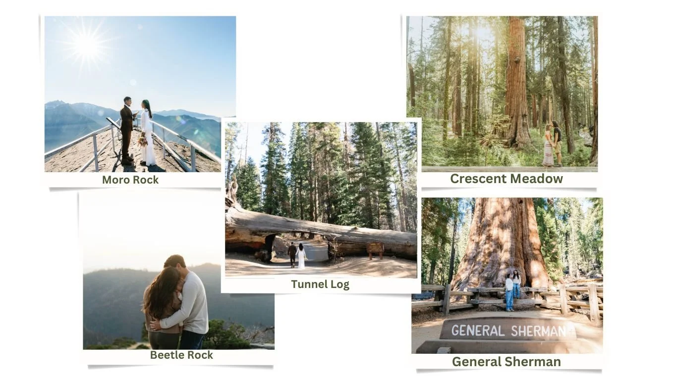 Moro Rock, Tunnel Log, Crescent Meadow, Beetle Rock, General Sherman Sequoia Proposal and Engagement