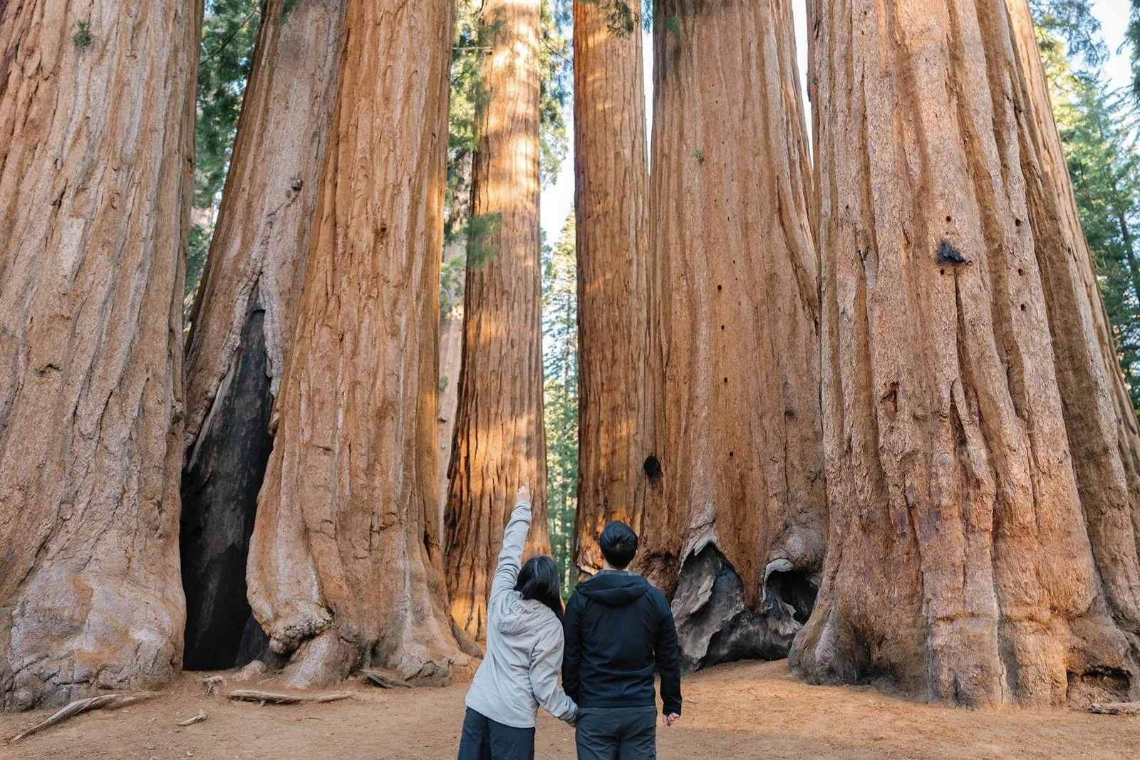 where-to-propose-in-sequoia10.jpg