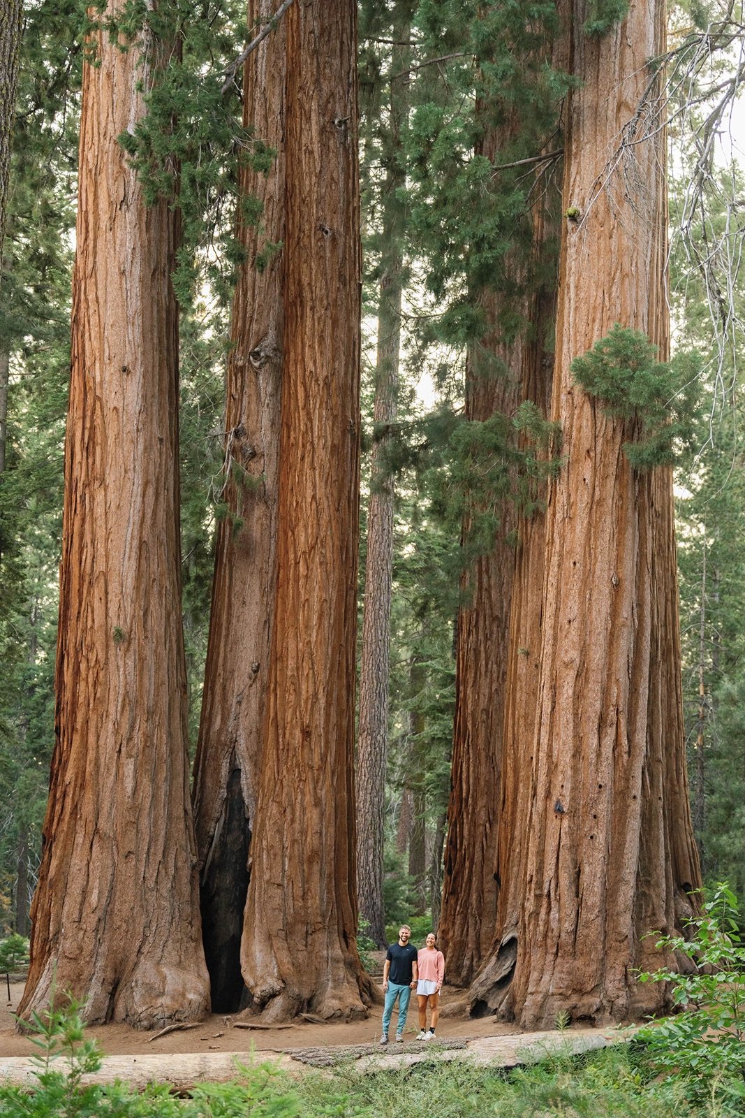 sequoia-national-park-engagment-session-80.jpg