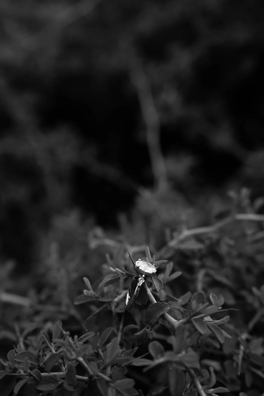 sequoia-national-park-engagement-52.jpg