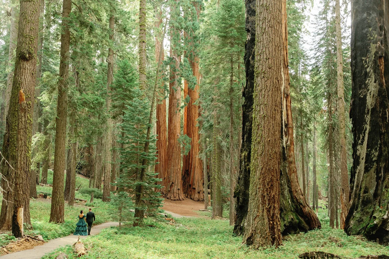 Couple explores during their 5-year vow renewal in Sequoia