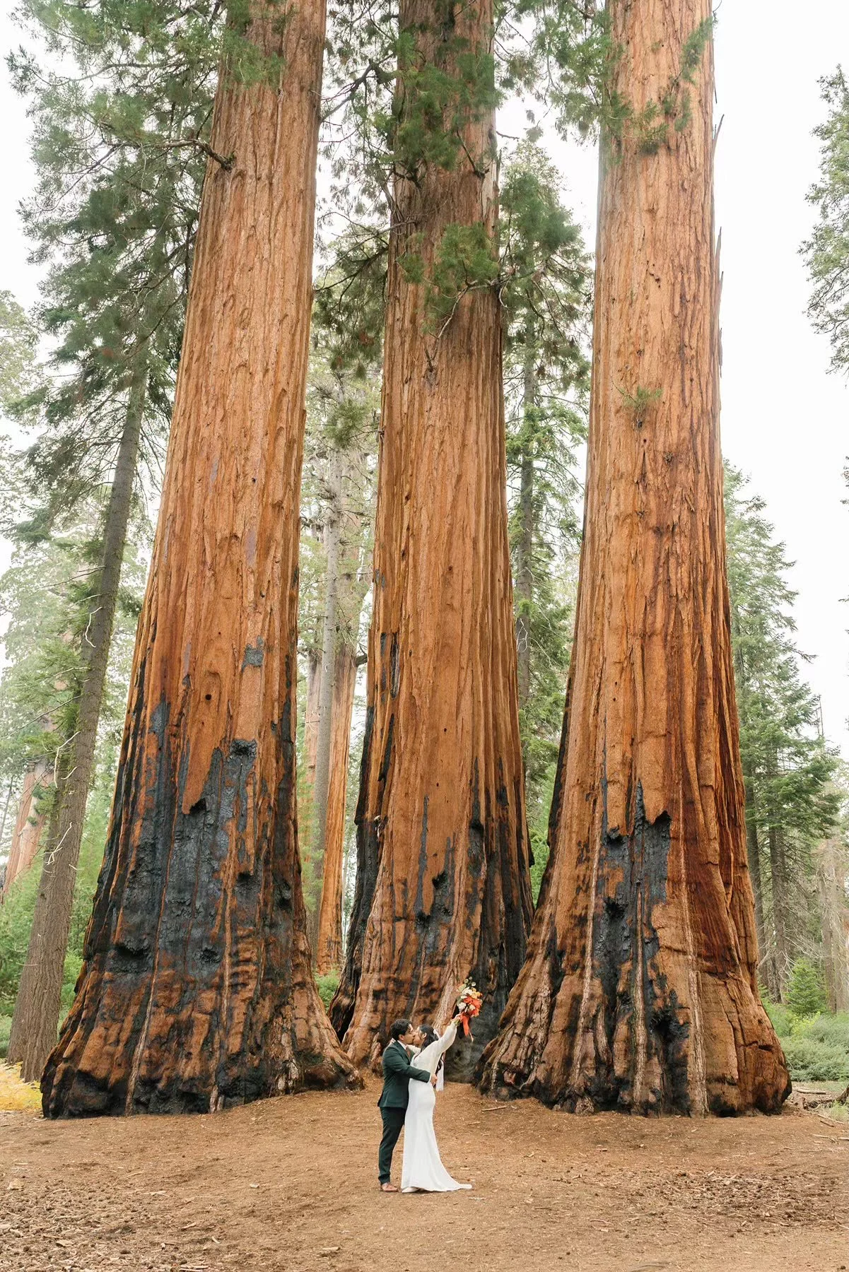 sequoia national park elopement couple getting married under giant sequoia trees
