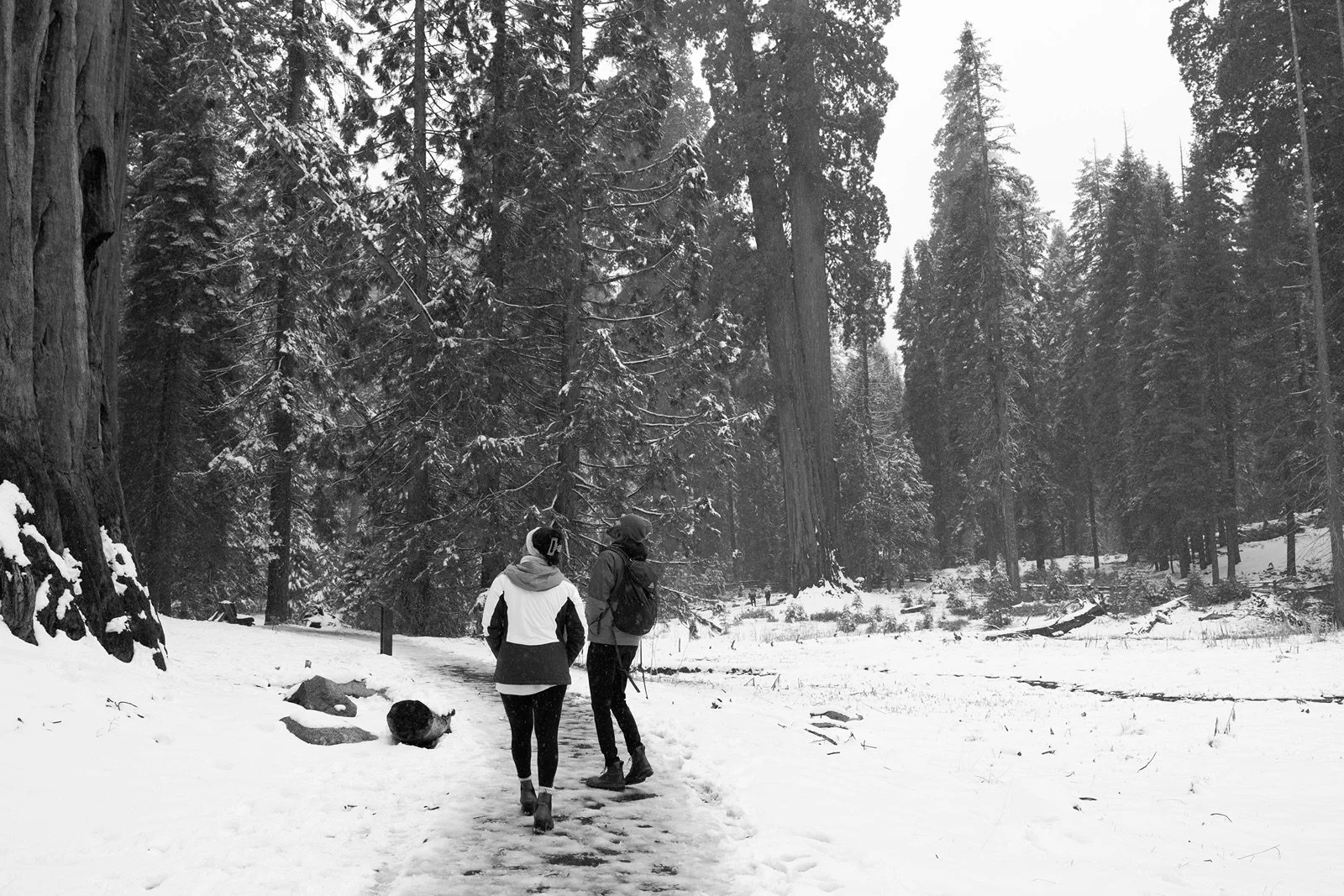 surprise-proposal-beetle-rock-sequoia-photo72.jpg