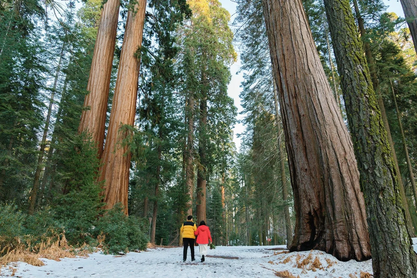 sequoia-national-park-winter-elopement-15.jpg
