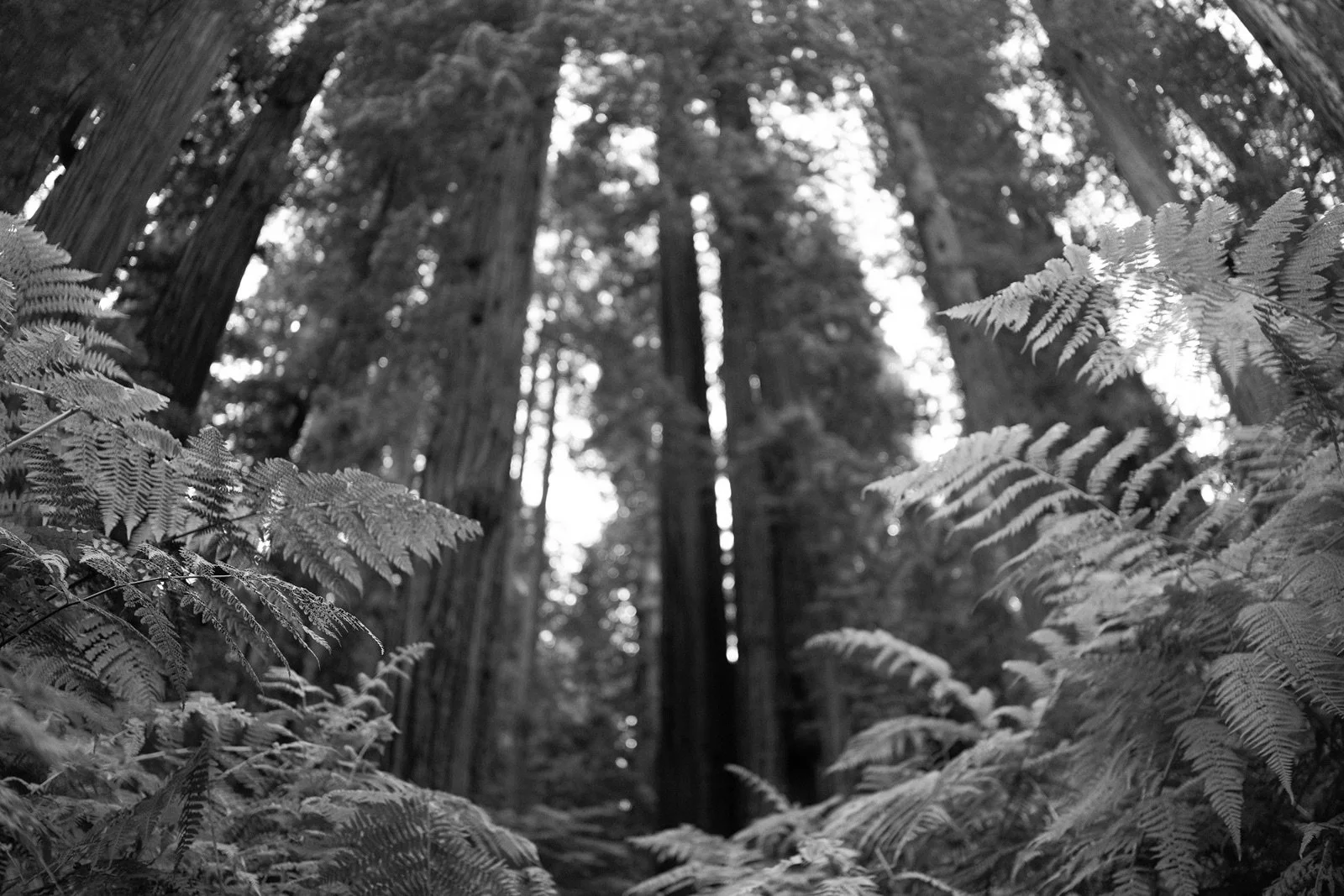 redwoods-national-park-elopement-photographer-4.jpg