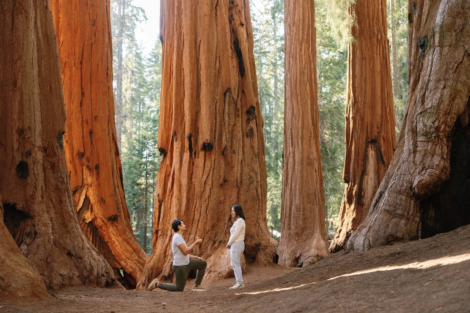 Sequoia National Park Proposal Guide: Best Locations &amp; Tips for a Surprise Proposal