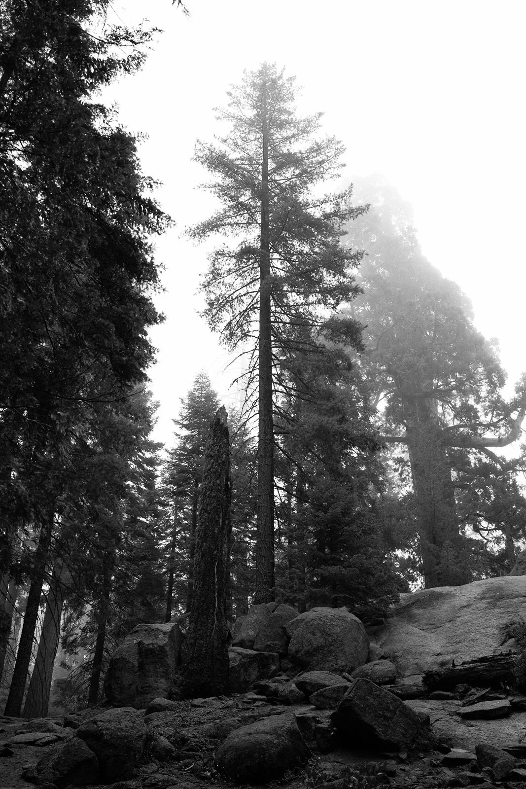 grant-grove-kings-canyon-5.jpg