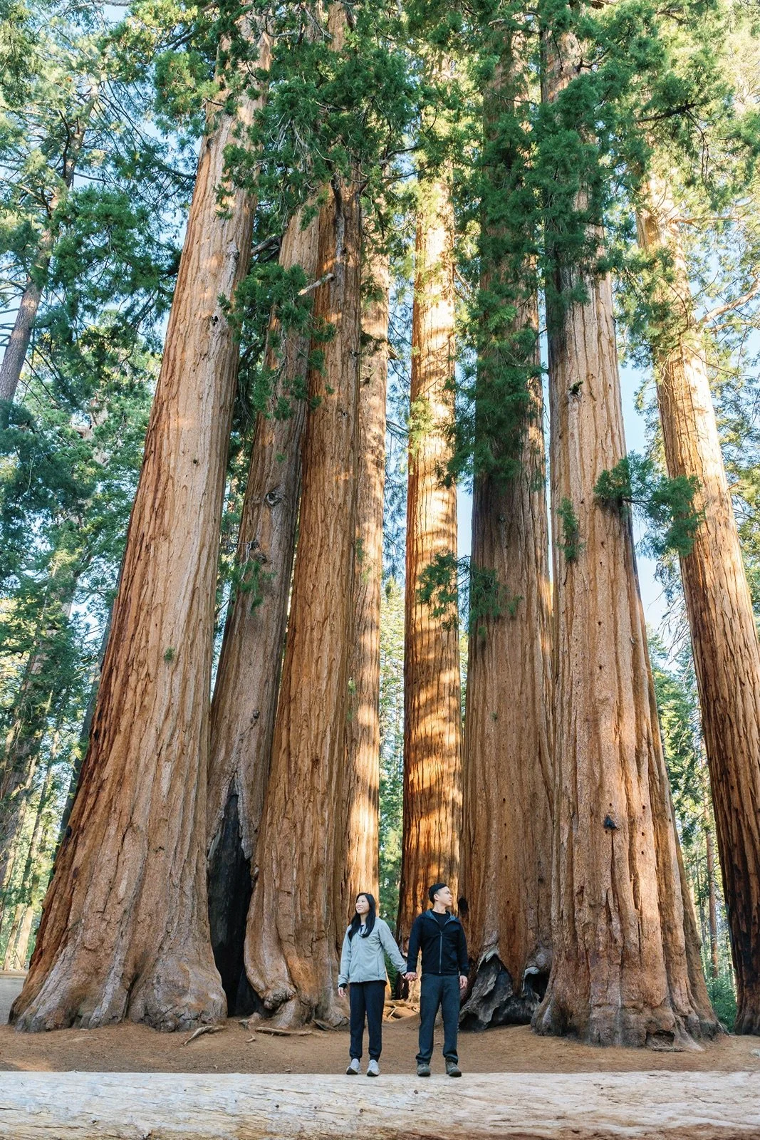 where-to-propose-in-sequoia2.jpg