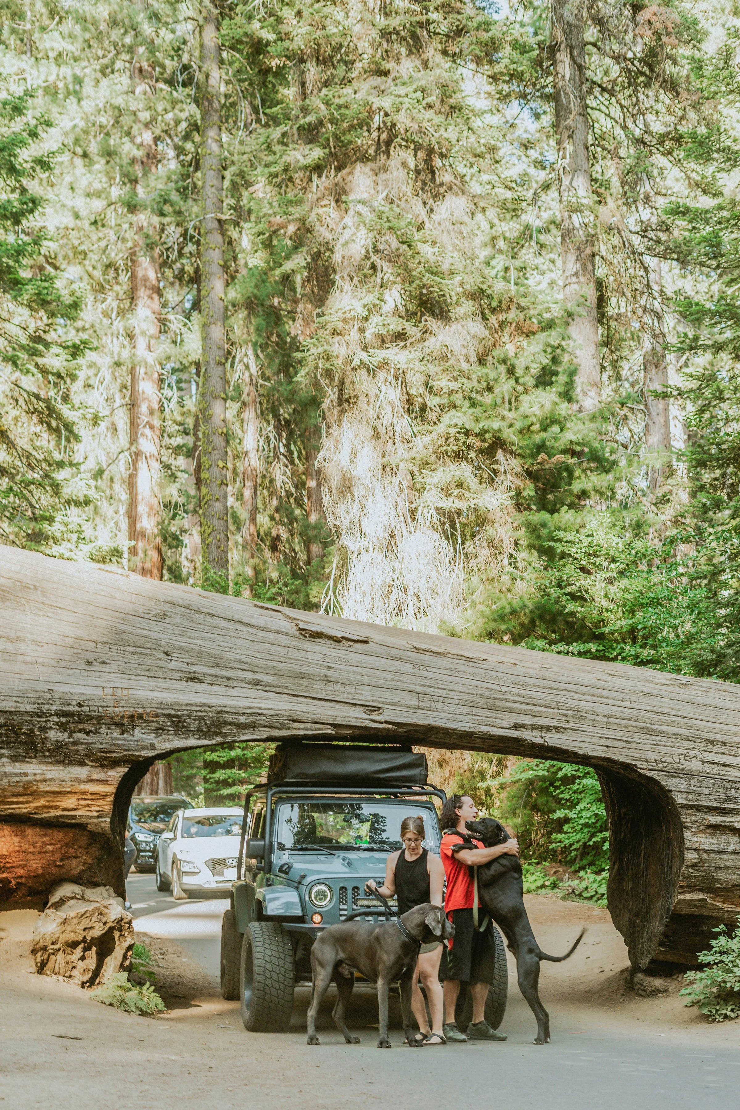 -sequoia-national-park-engagement-photos00010.jpg