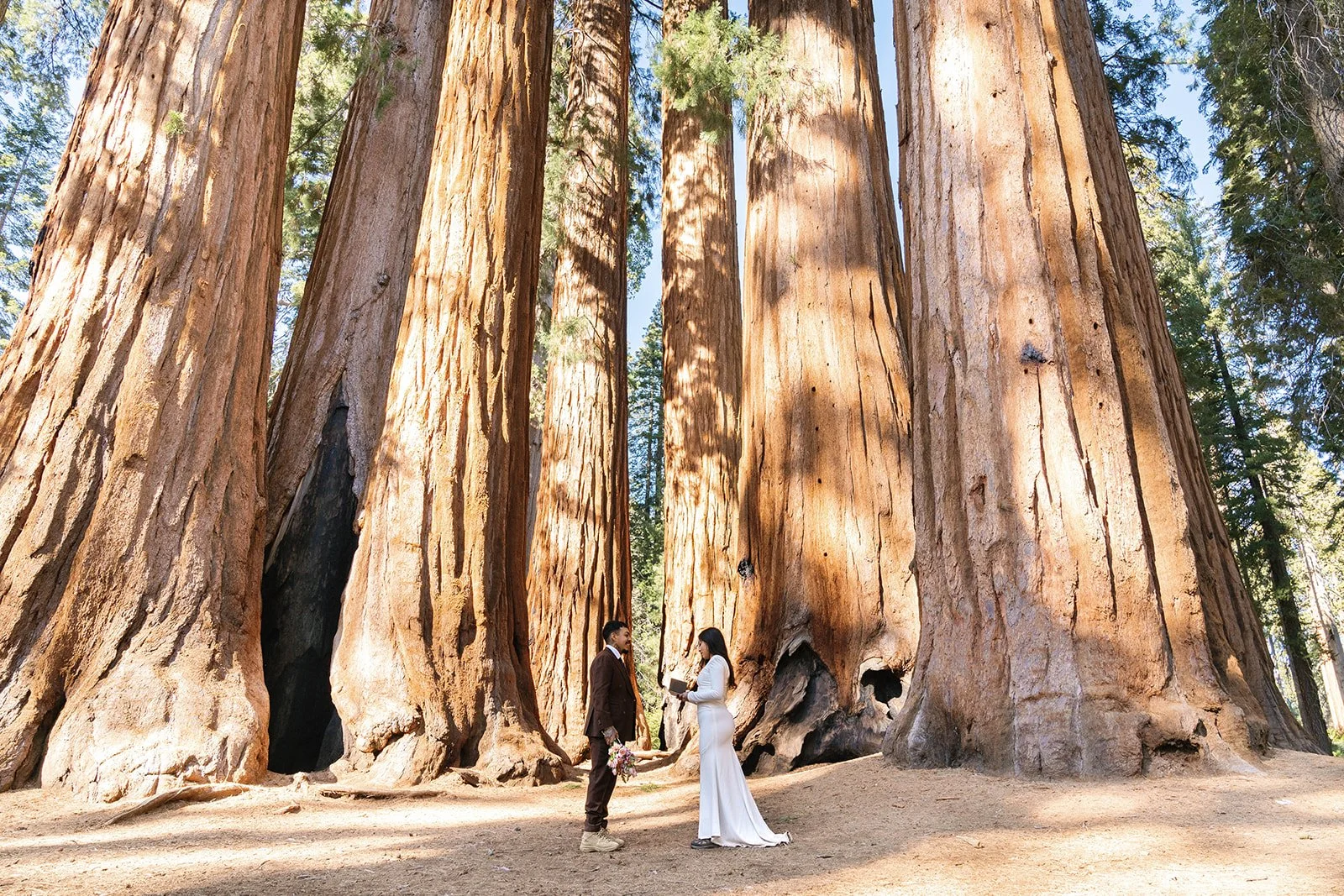 Why Couples Are Falling in Love With Sequoia Elopements