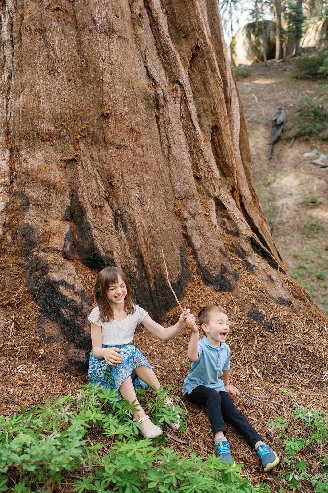 sequoia-national-park-elopement-photographer-223.jpg