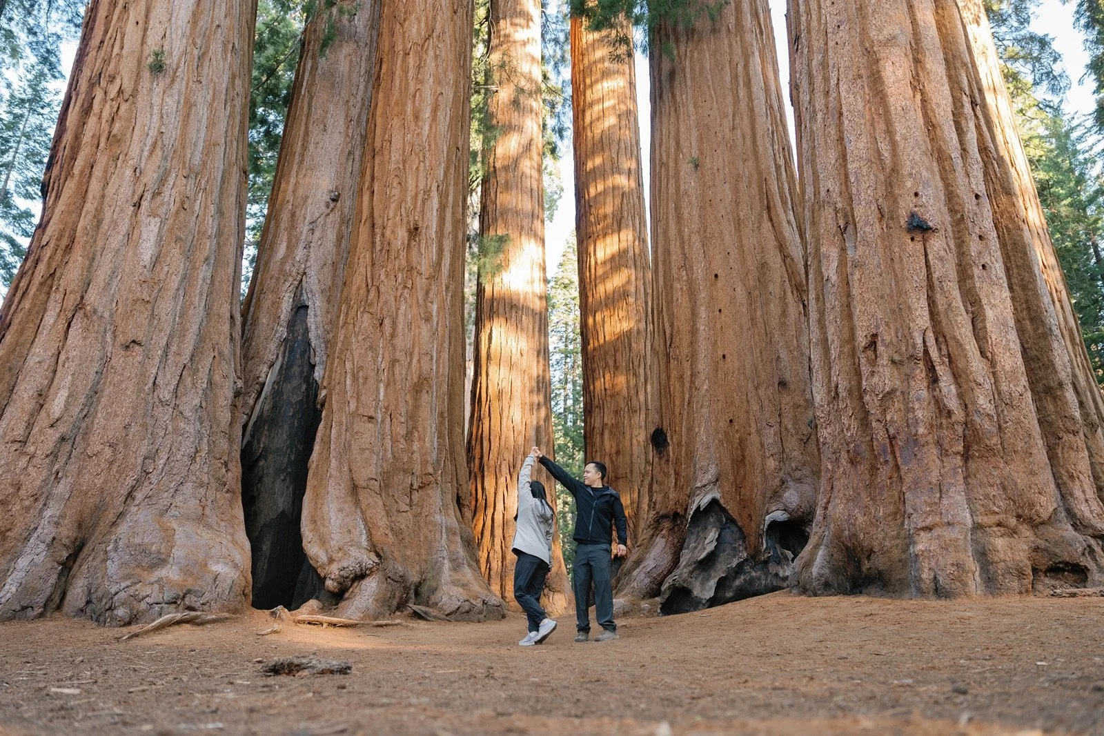 where-to-propose-in-sequoia9.jpg