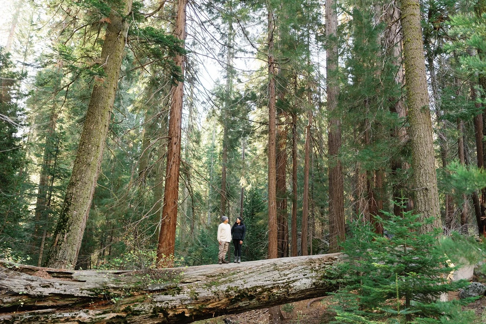 sequoia-national-park-engagement-photographer-104.jpg