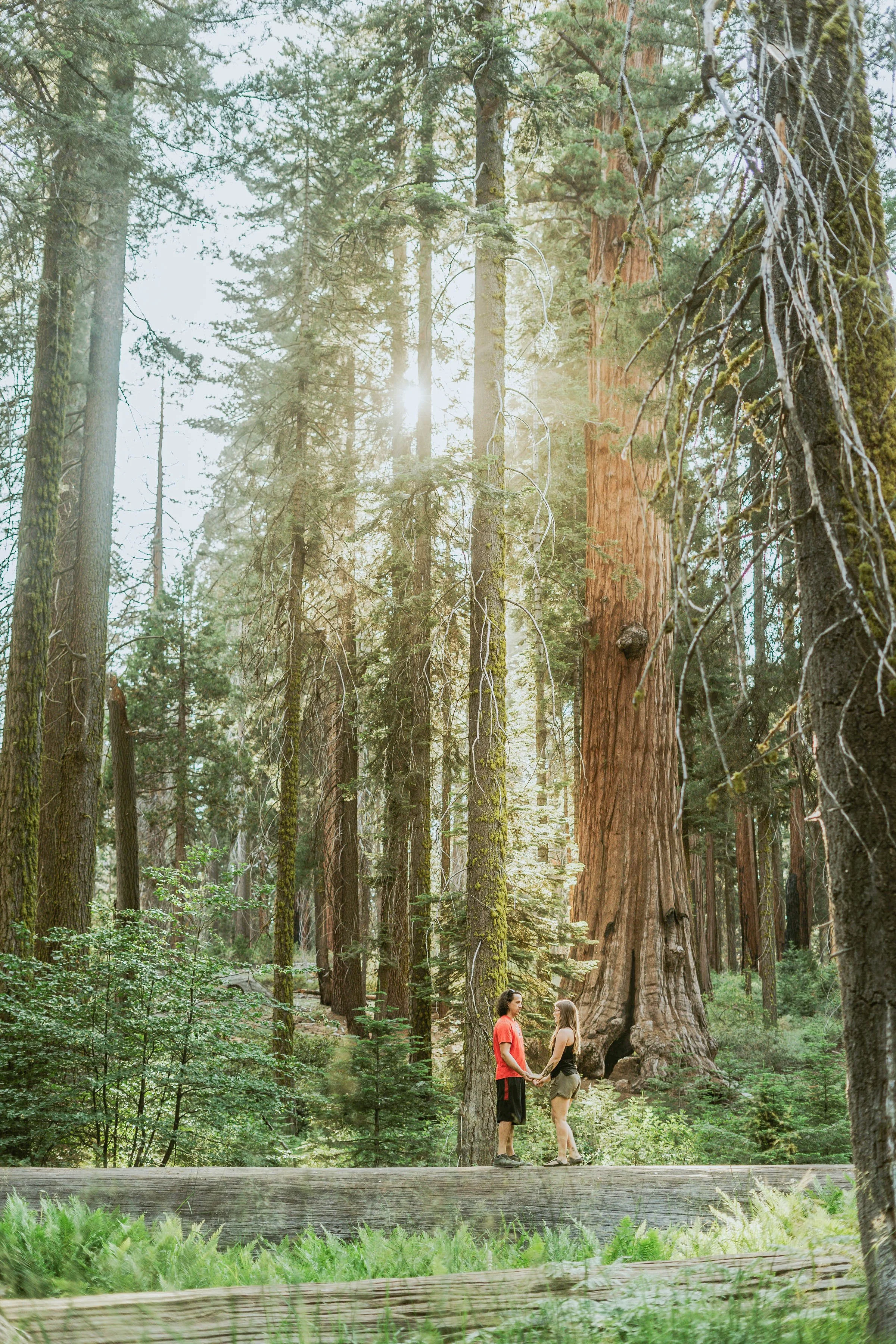 -sequoia-national-park-engagement-photos00087.jpg