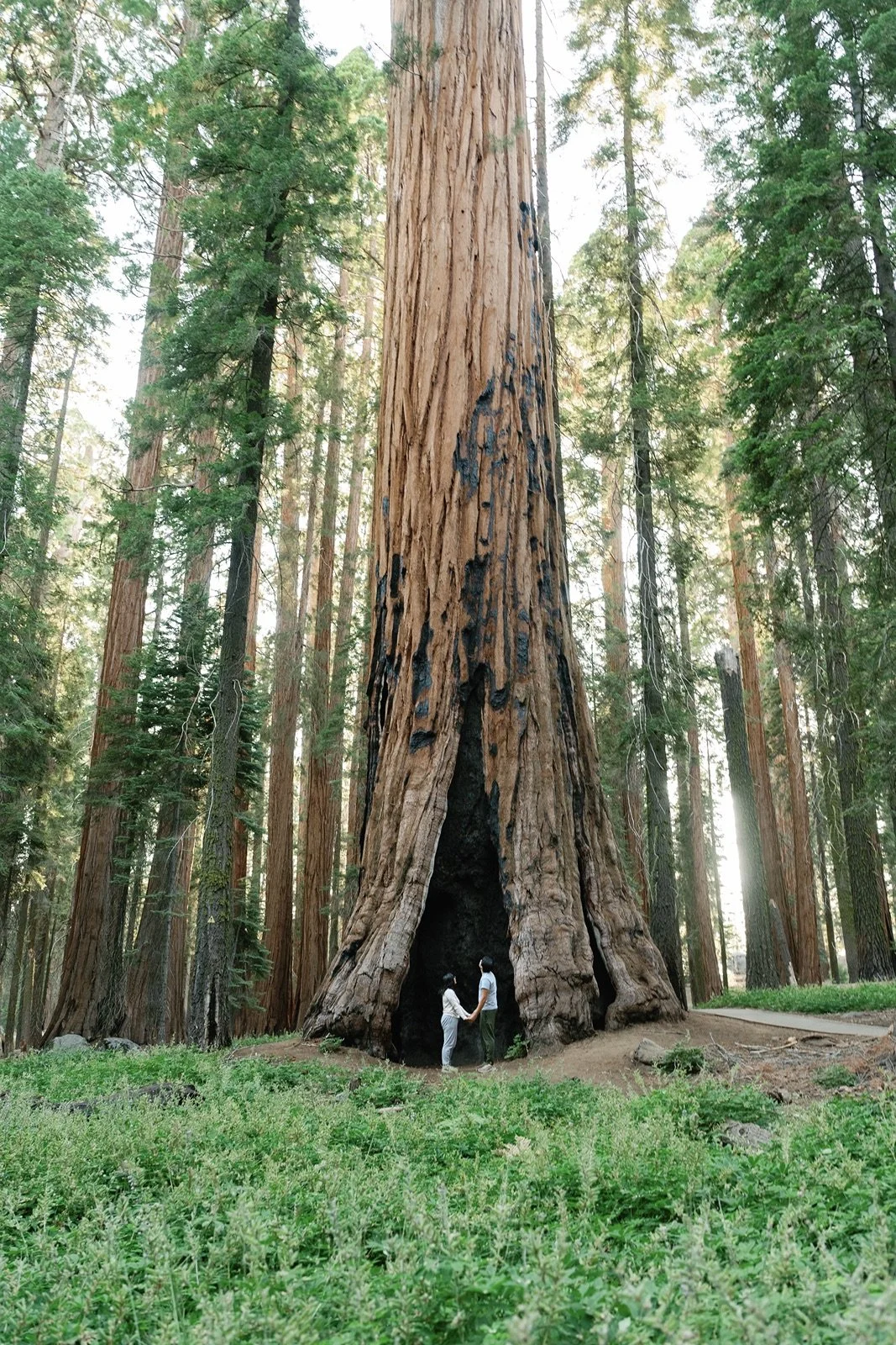 sequoia-national-park-engagment-137.jpg