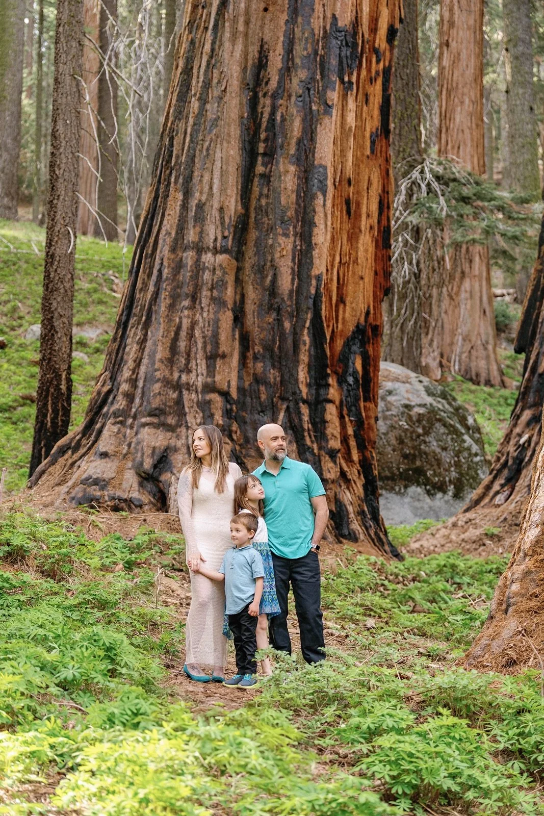 sequoia-national-park-wedding-photographer11.jpg