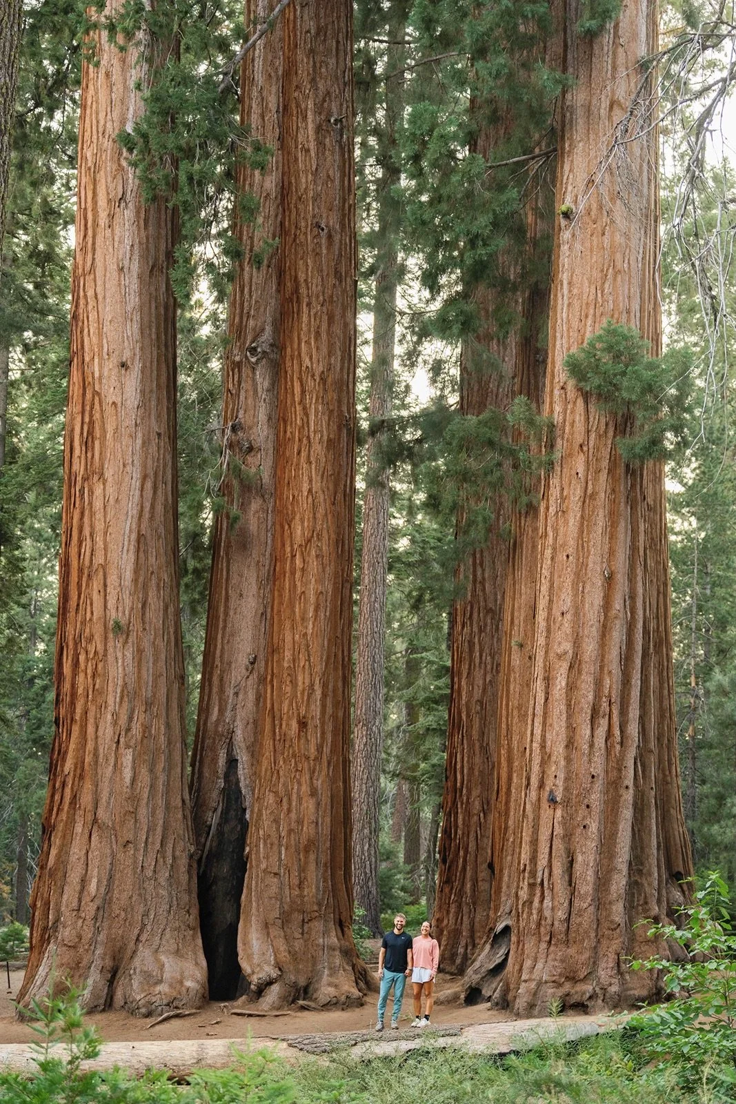 sequoia-national-park-engagment-session-79.jpg