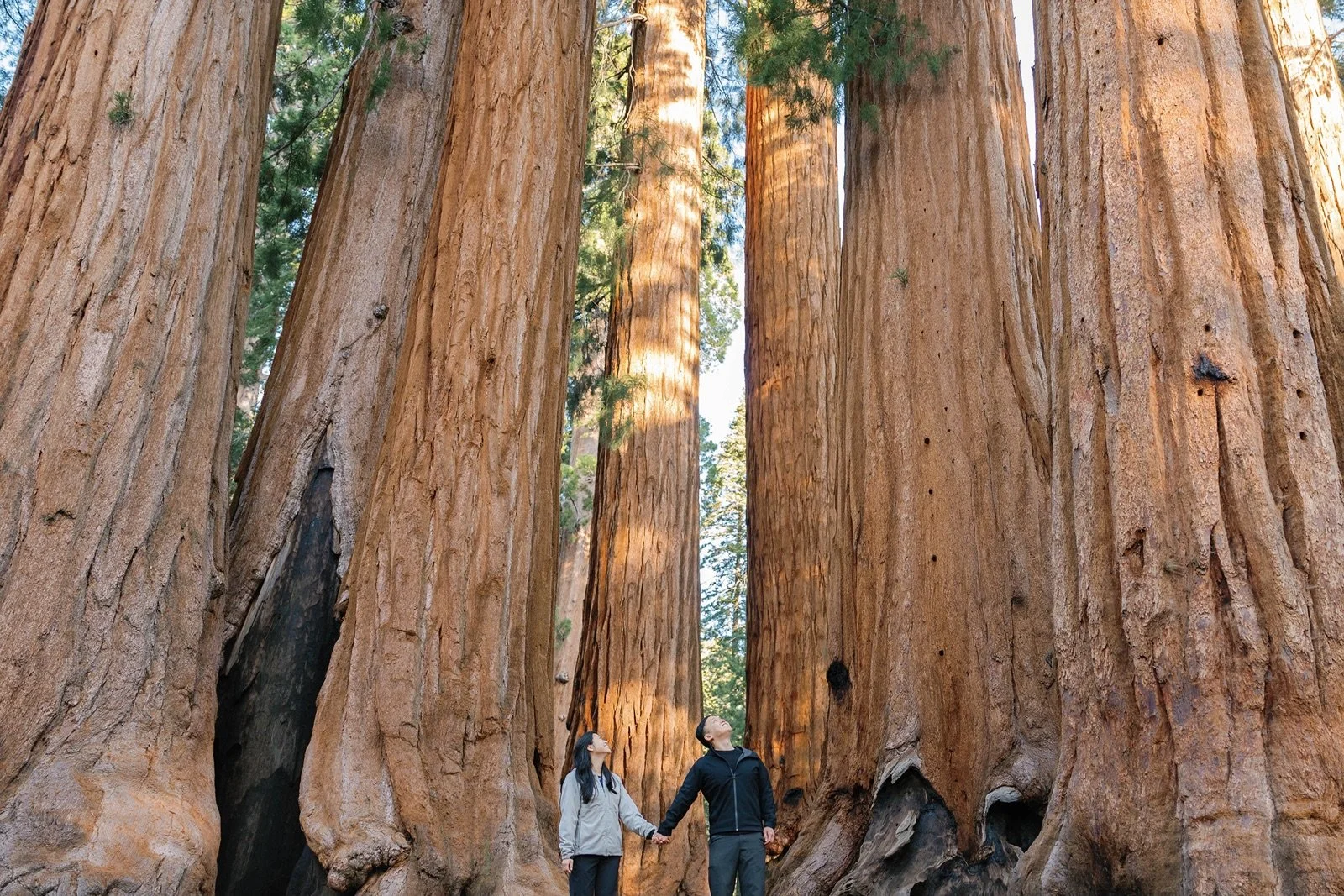 sequoia-national-park-parker-group-engagement-13.jpg