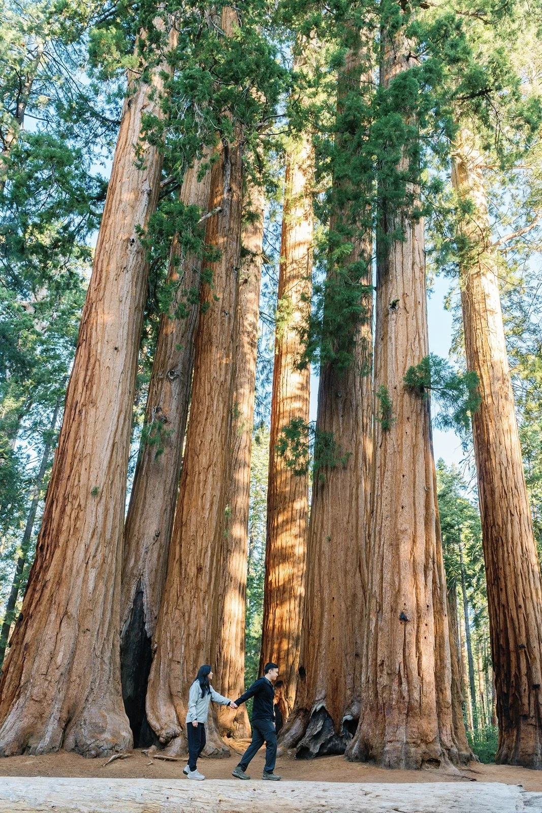 where-to-propose-in-sequoia4.jpg